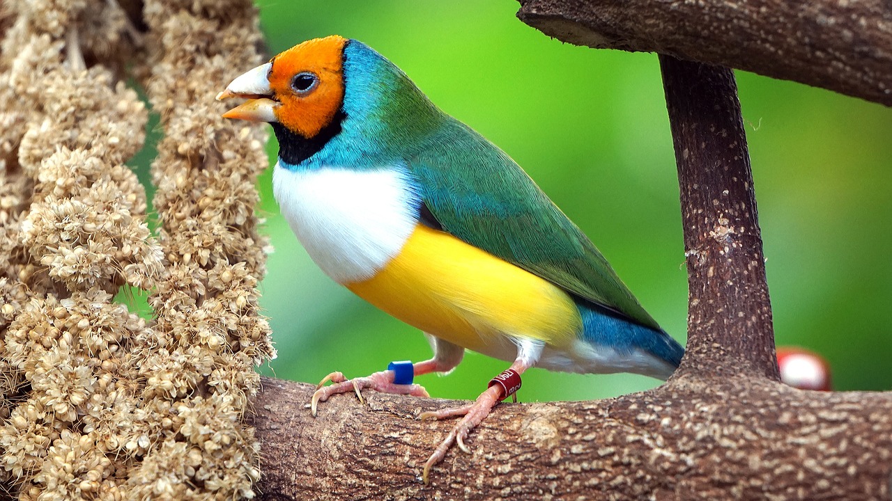 Free Gouldian & Finch Image