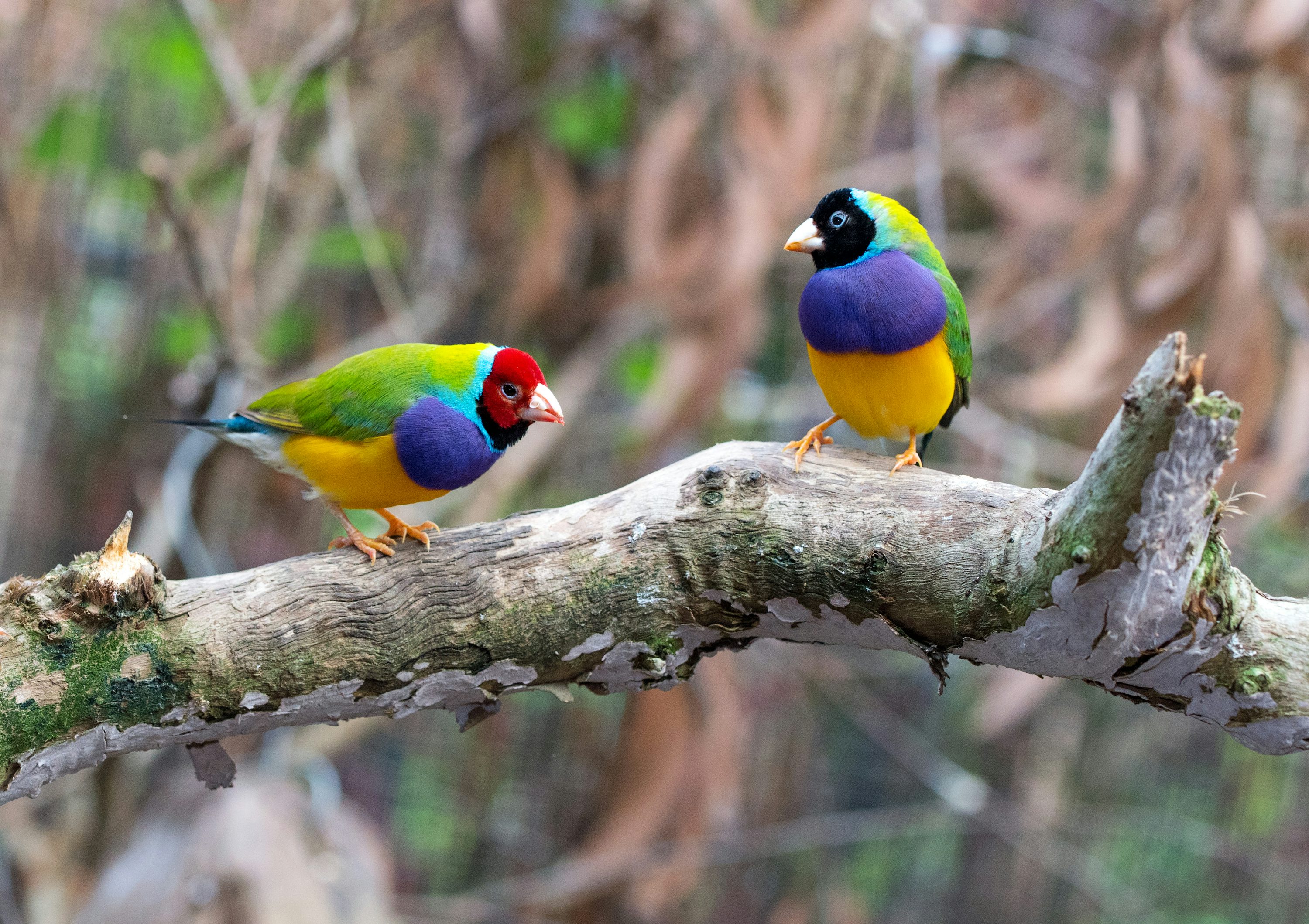 Two loriini birds on brown wood branch