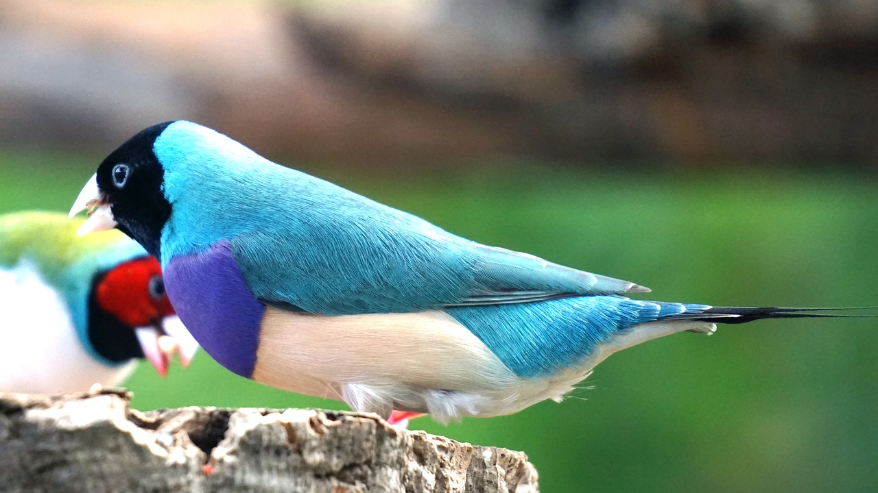 Free Gouldian & Finch Image