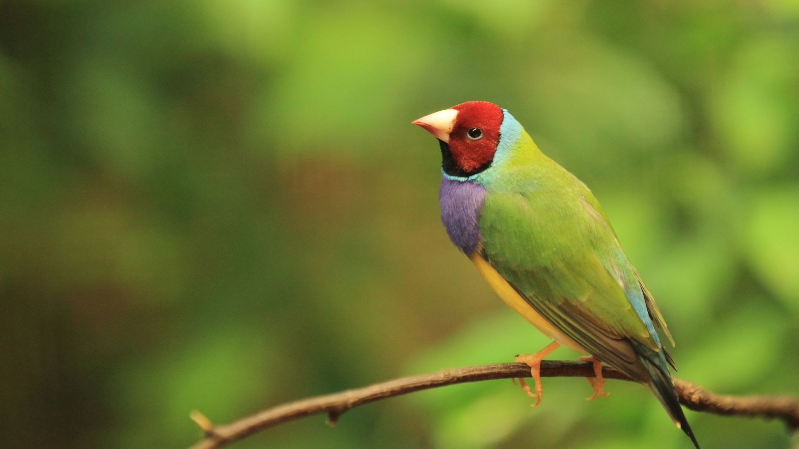 Gouldian Finch