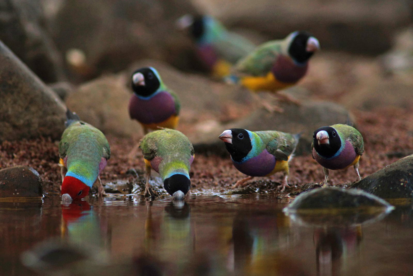 Rainbow Finch