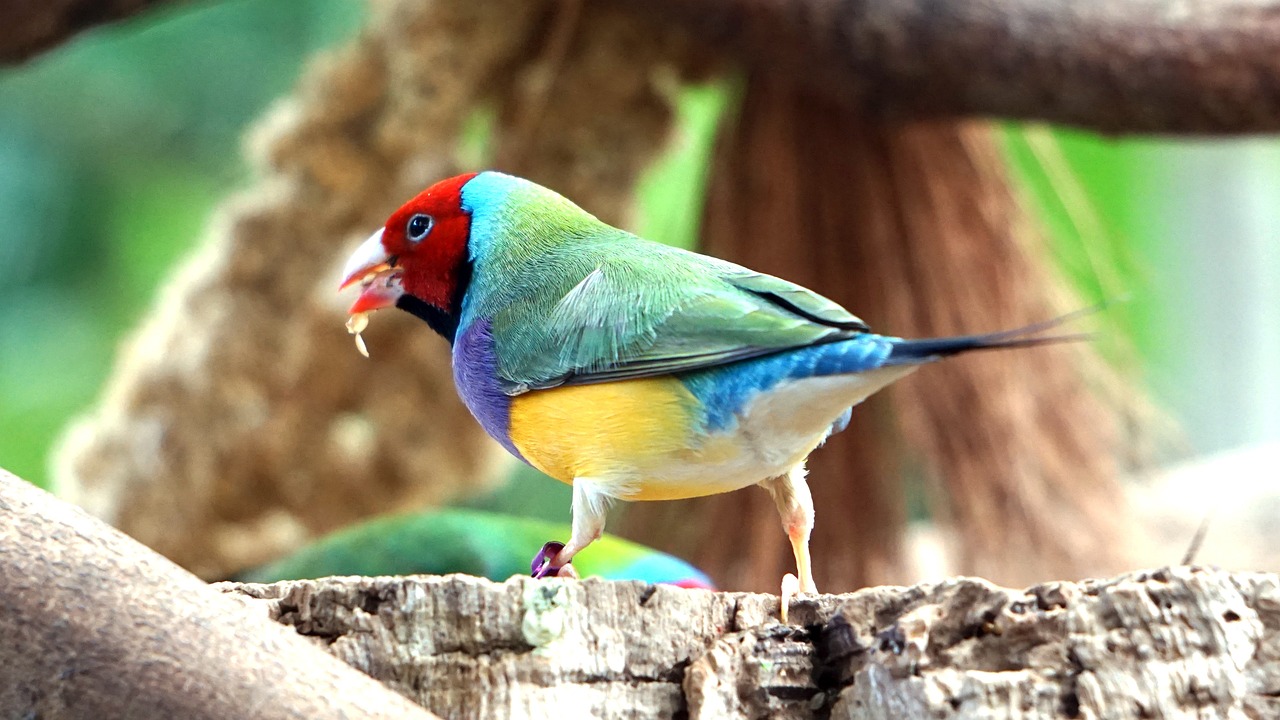 Free Gouldian & Finch Image