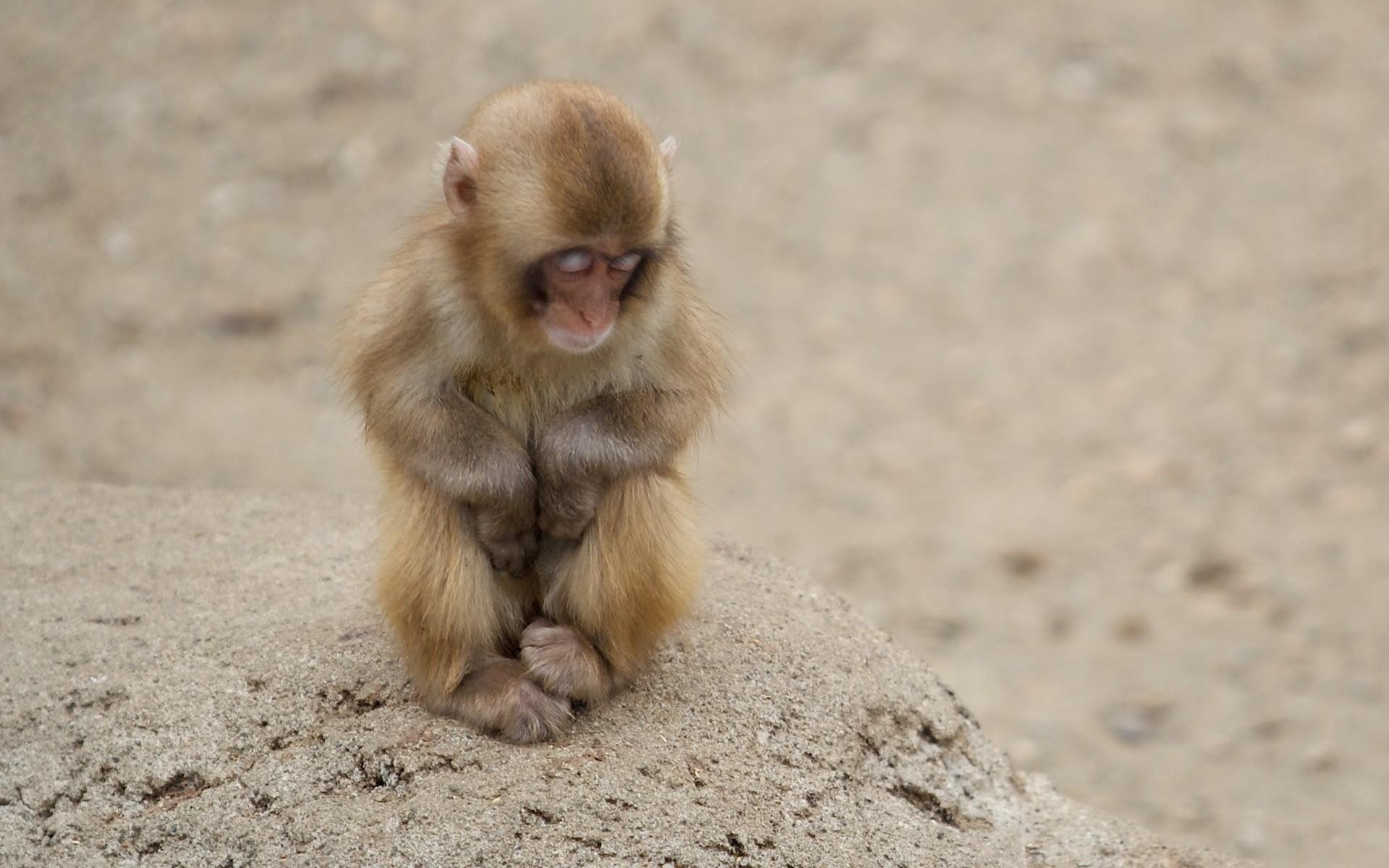 Download Cute Baby Monkey Animal