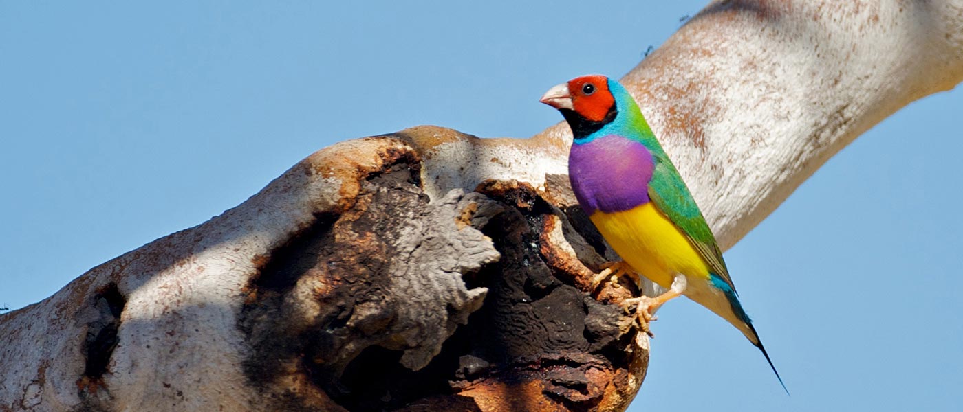 Gouldian Finch Australia