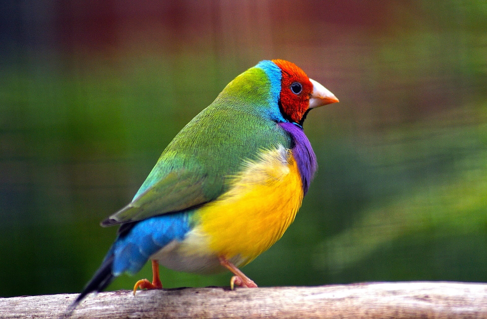 purple bird