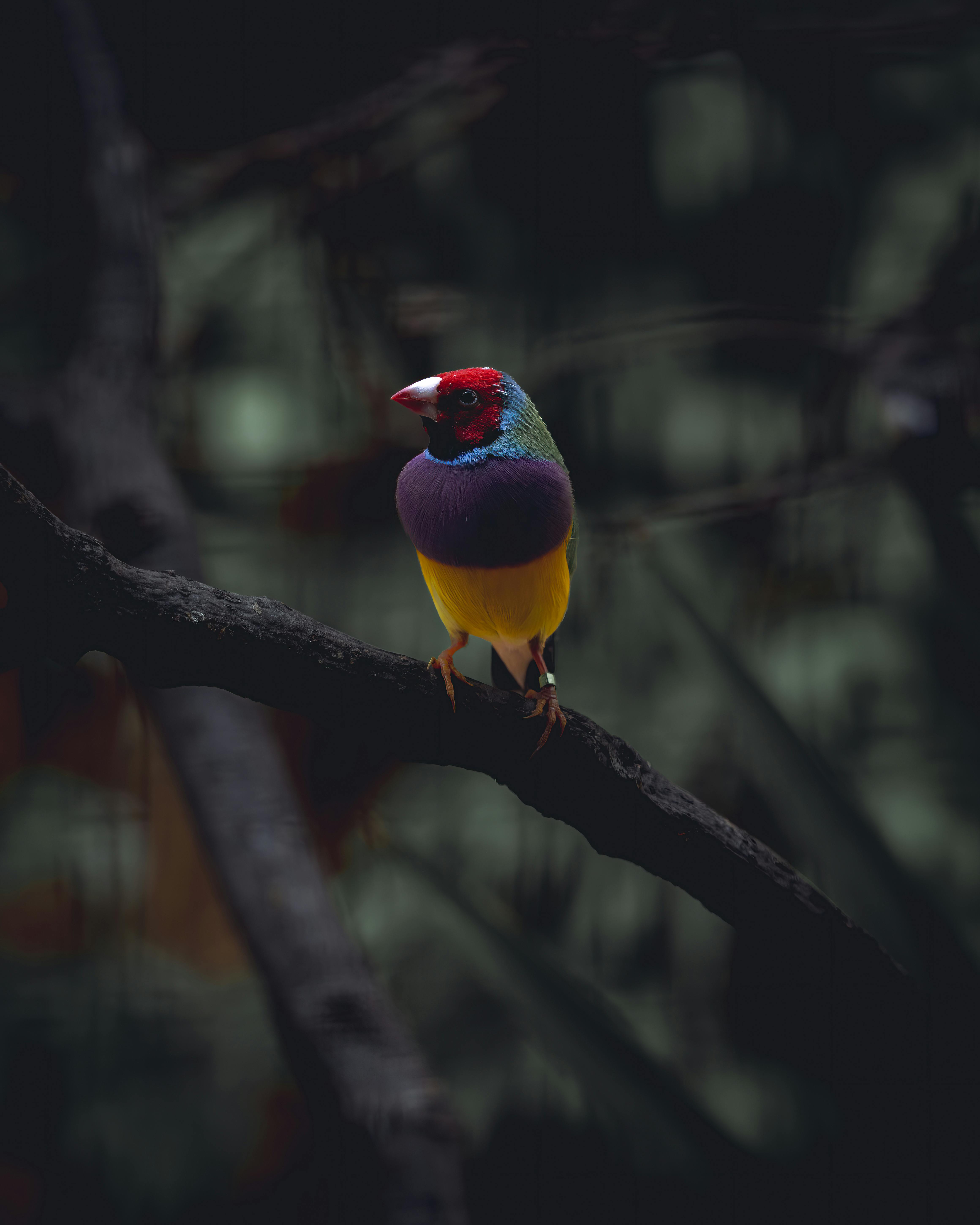 Gouldian Finch Photo, Download