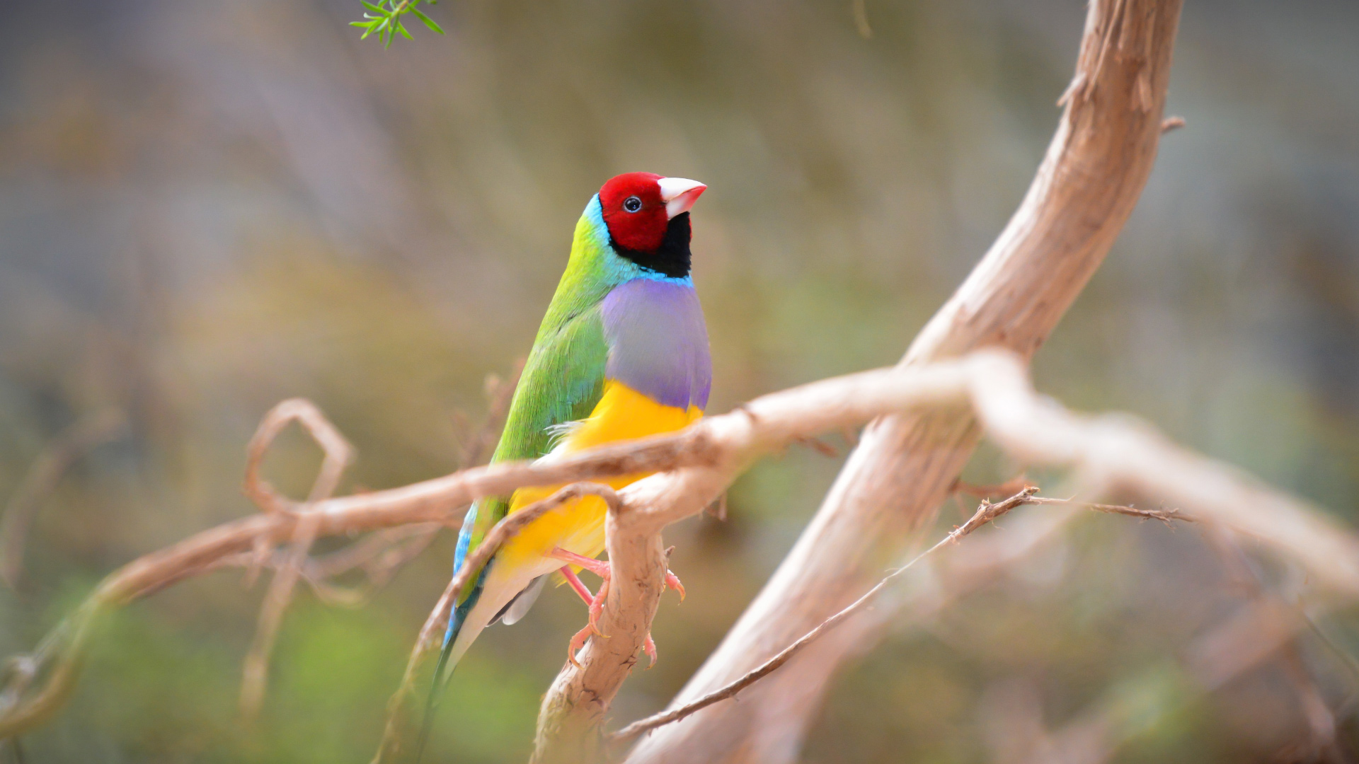 Gouldian Finch Pallin Foundation