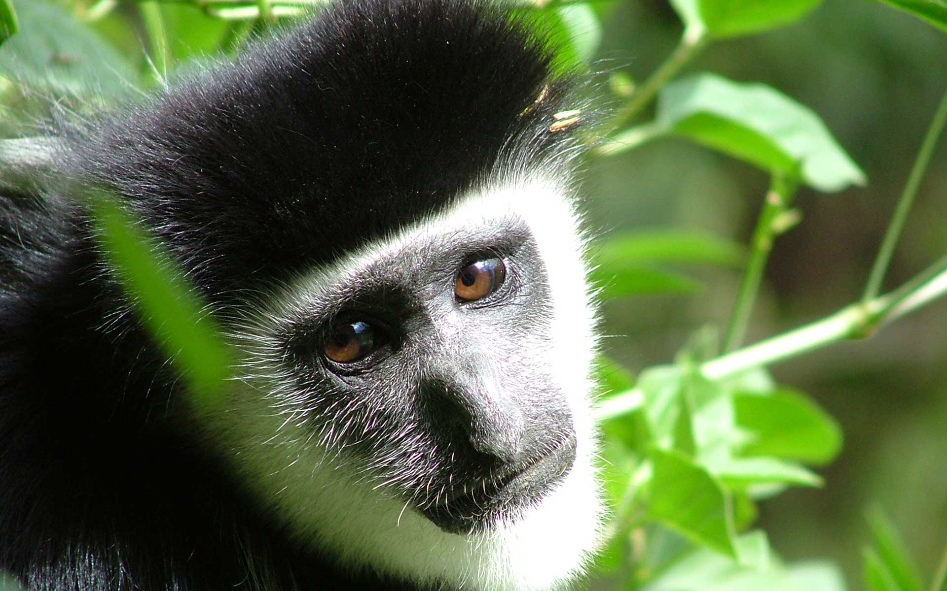 Download Animal Monkey HD Wallpaper