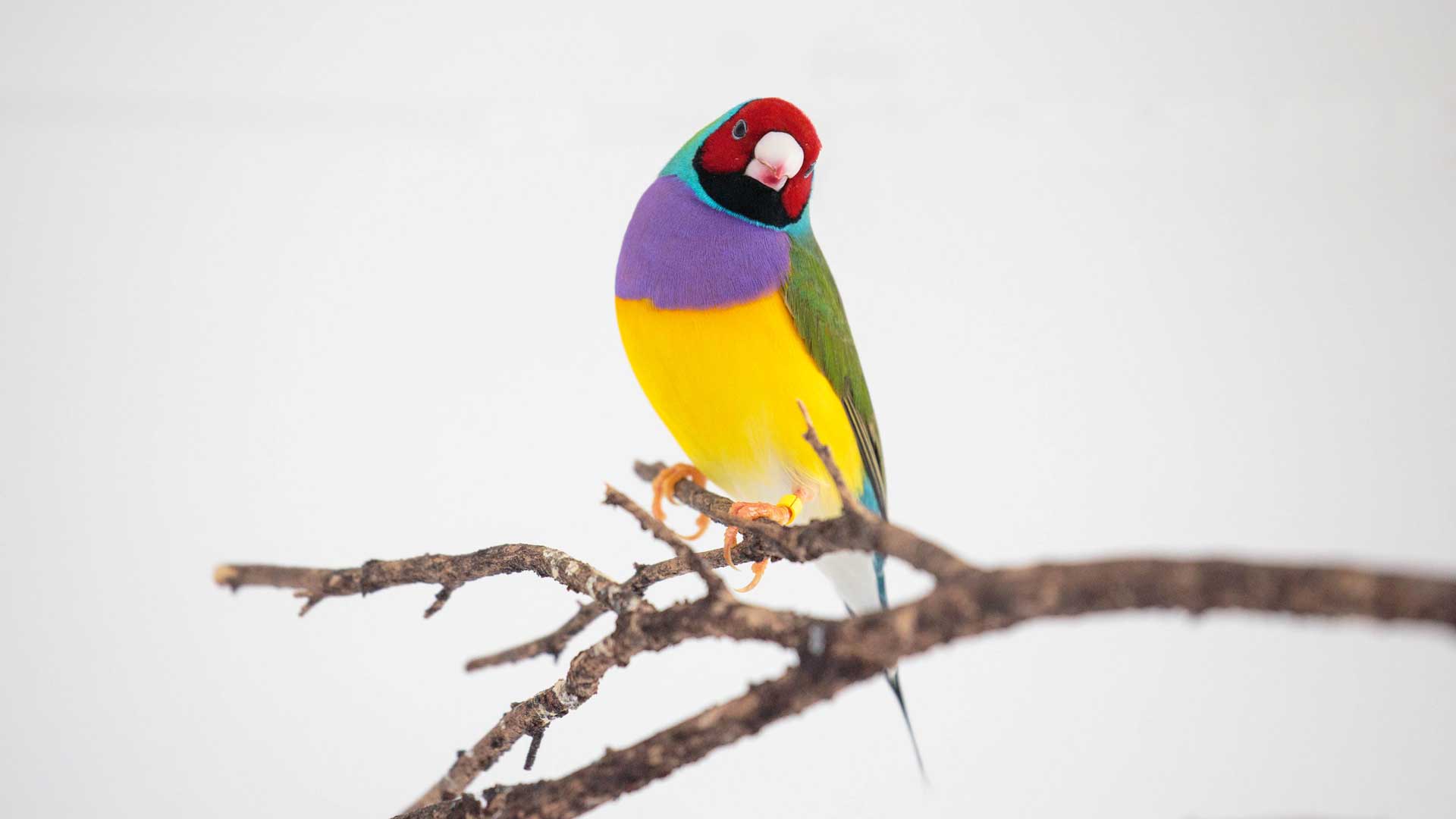 Gouldian finch. Bird Species