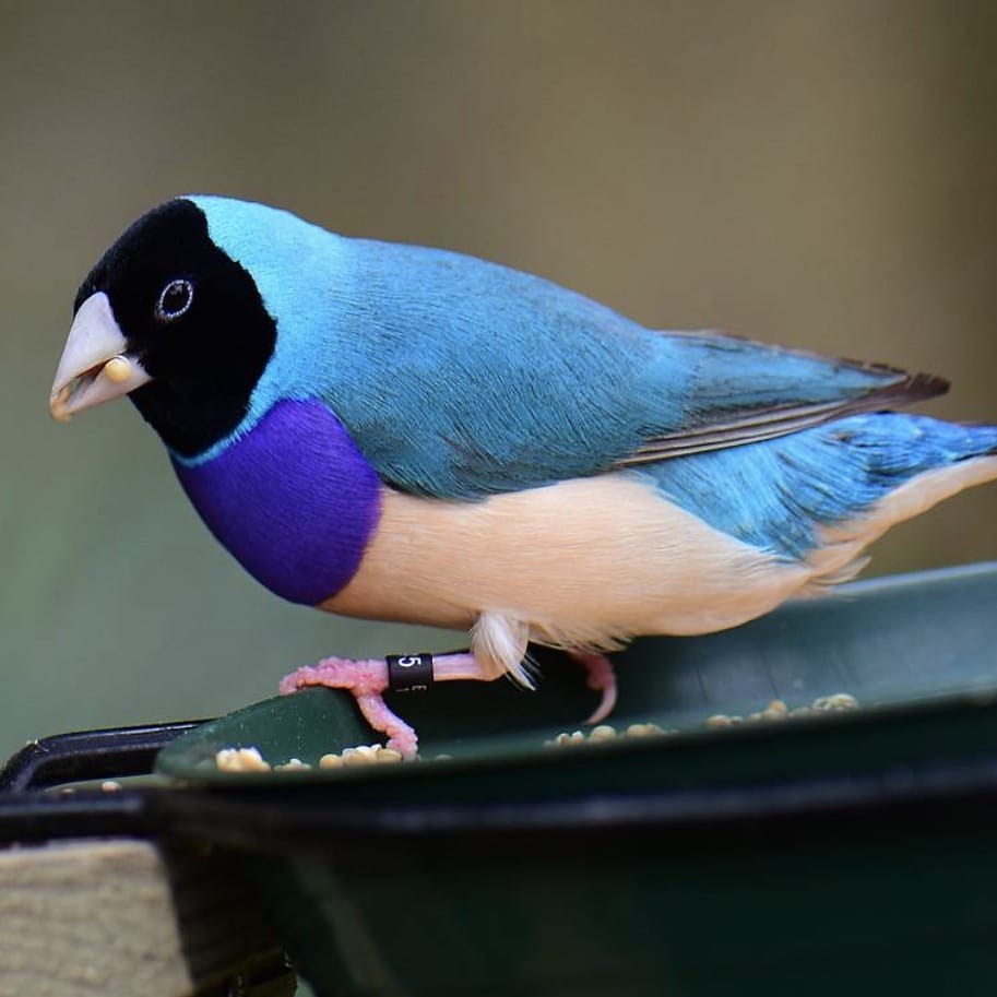 Finches