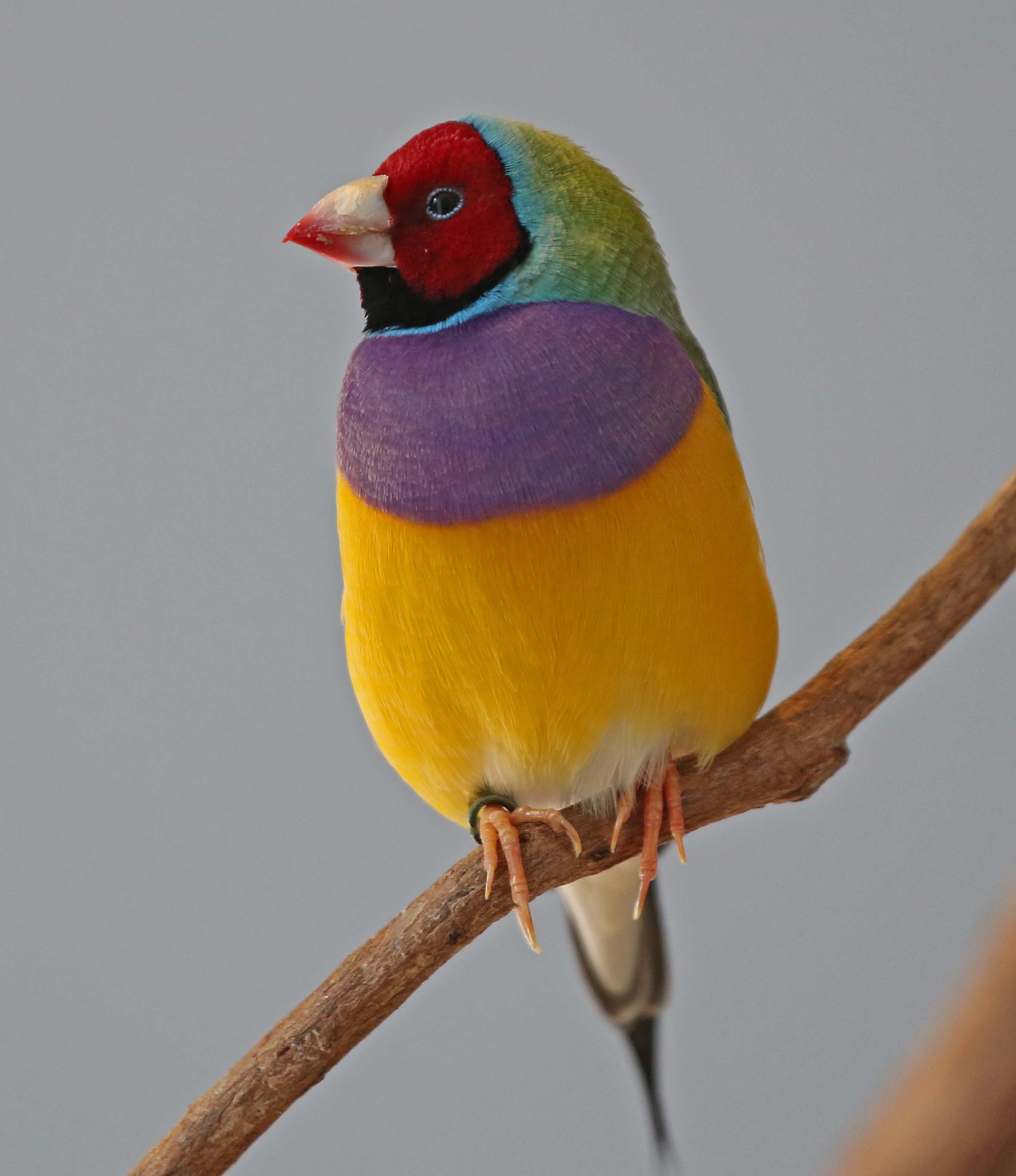 Picture and information on Gouldian Finch