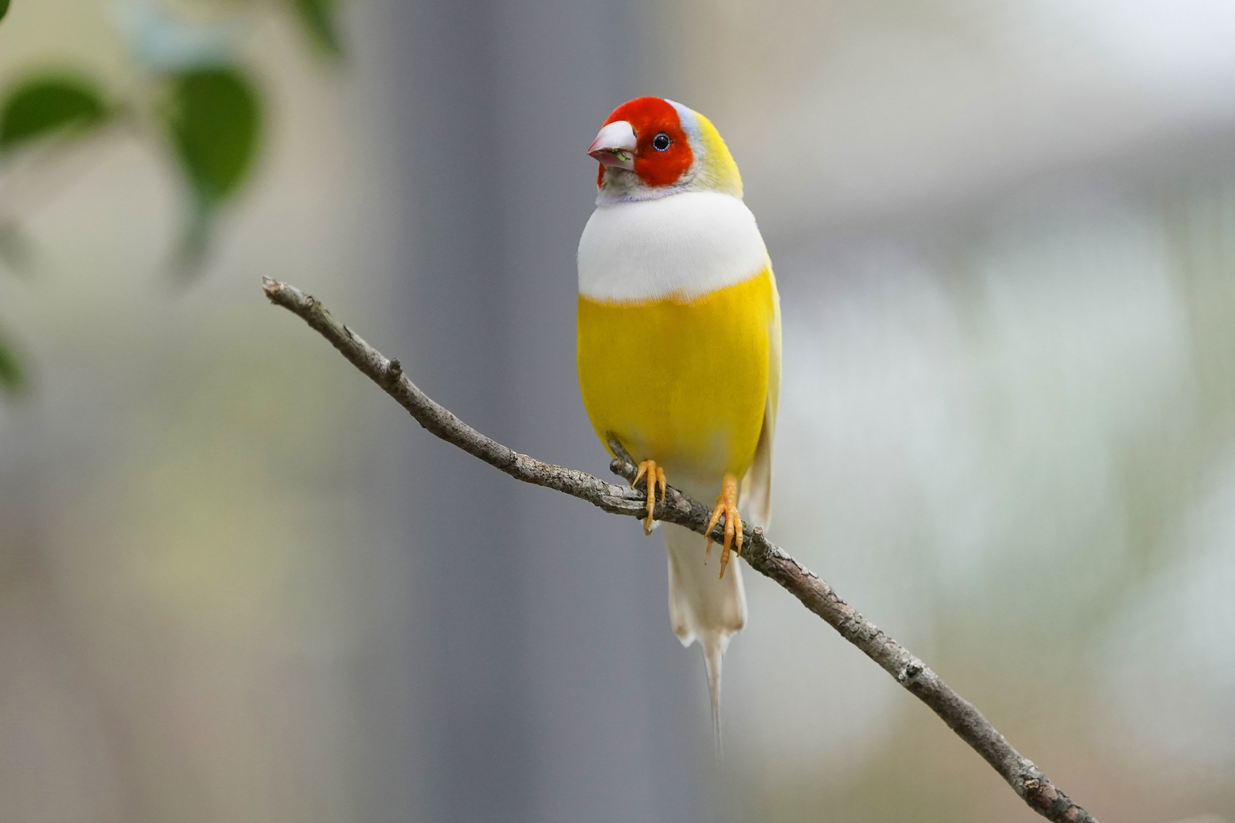 Finches