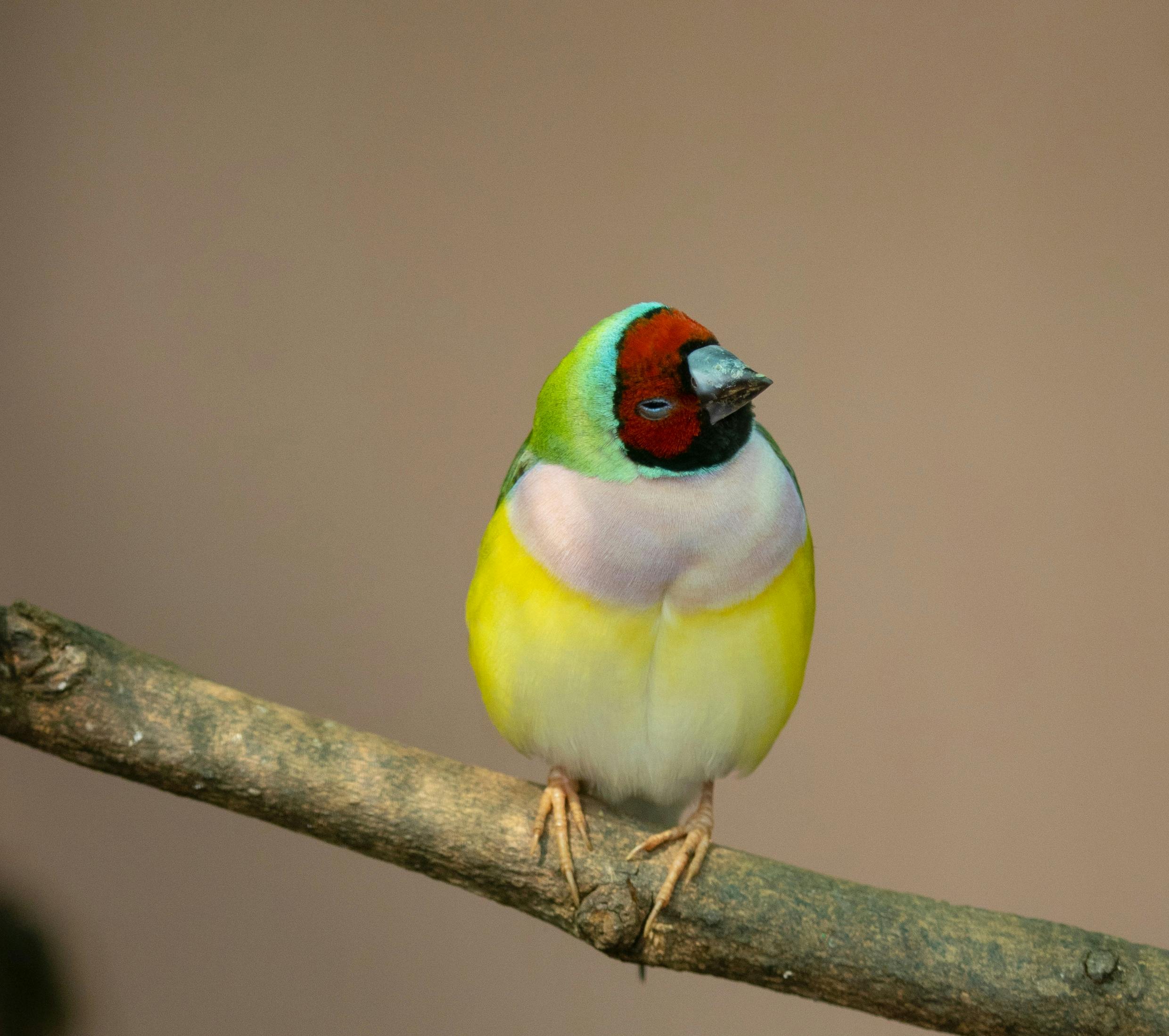 Gouldian Finch Photo, Download