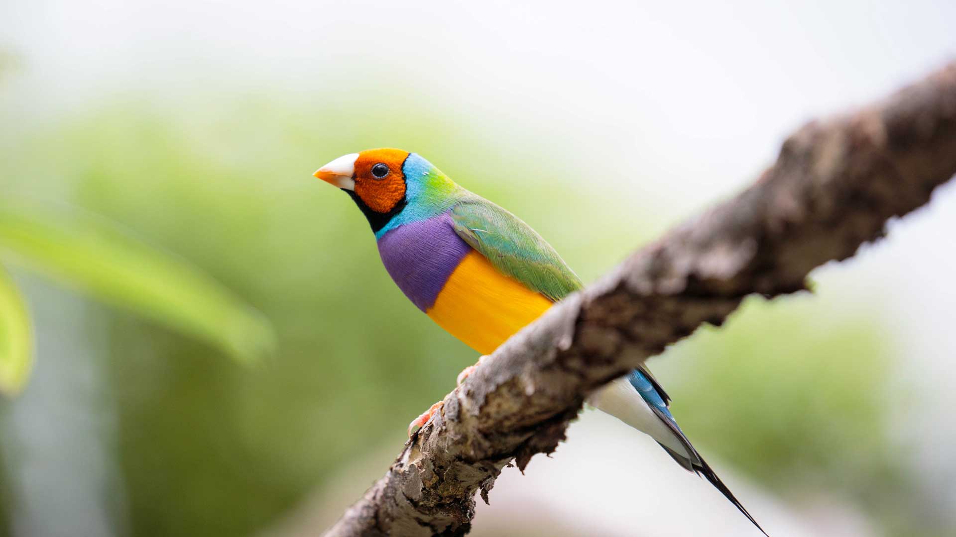 Gouldian finch. Bird Species