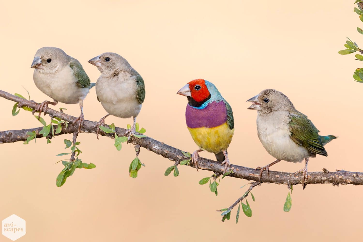 Gouldian Finch Archives