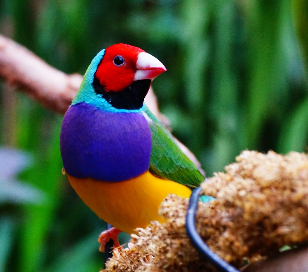 Gouldian Finches Birds