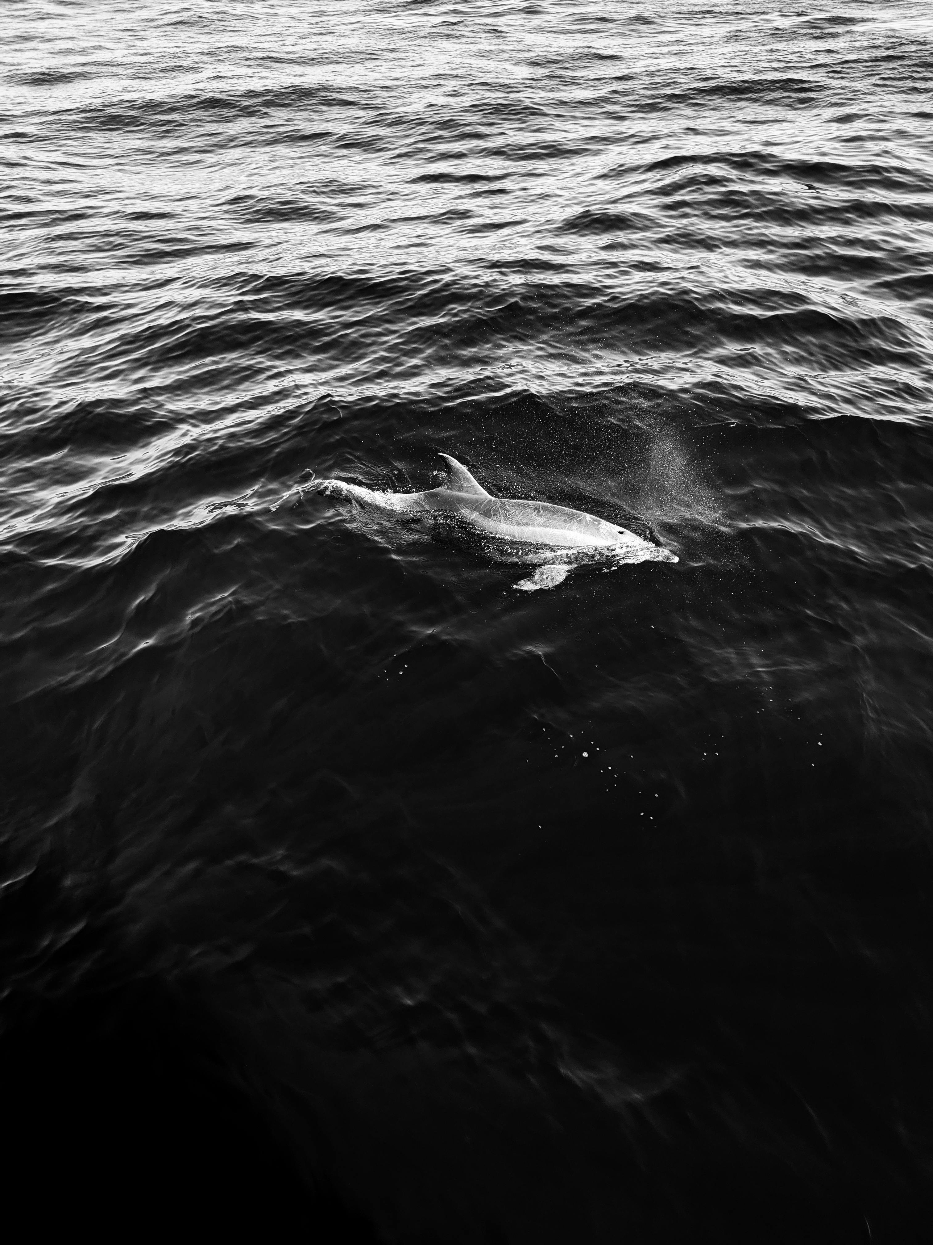 Ocean Black And White Photo, Download