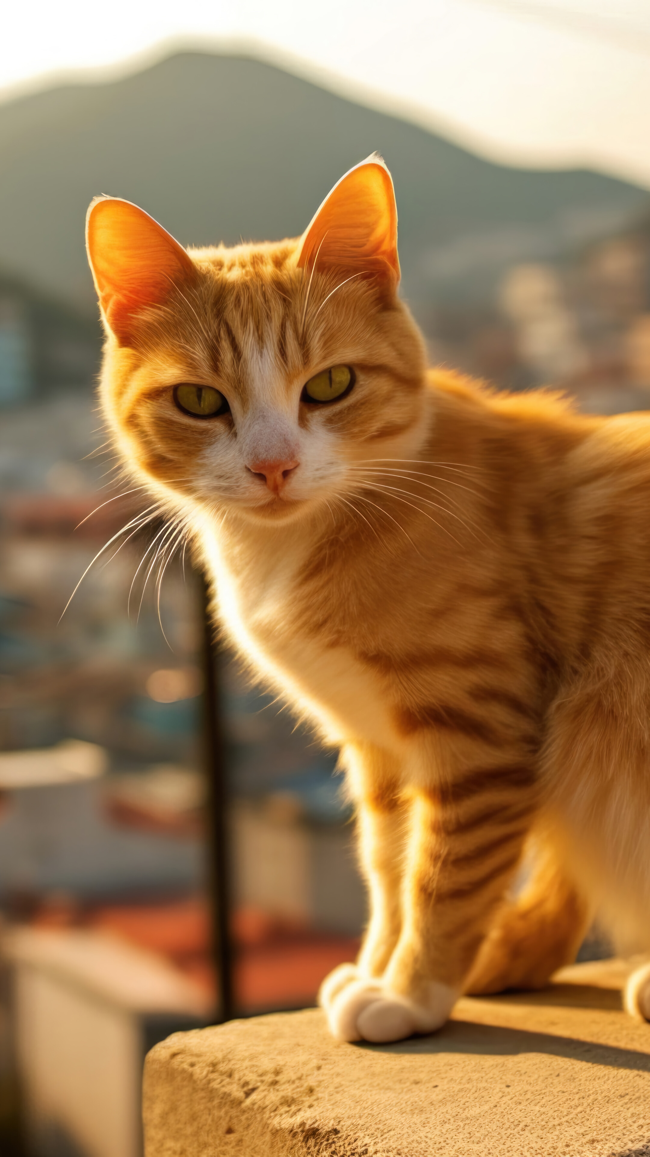 Orange Cat 4K Wallpaper iPhone HD Phone