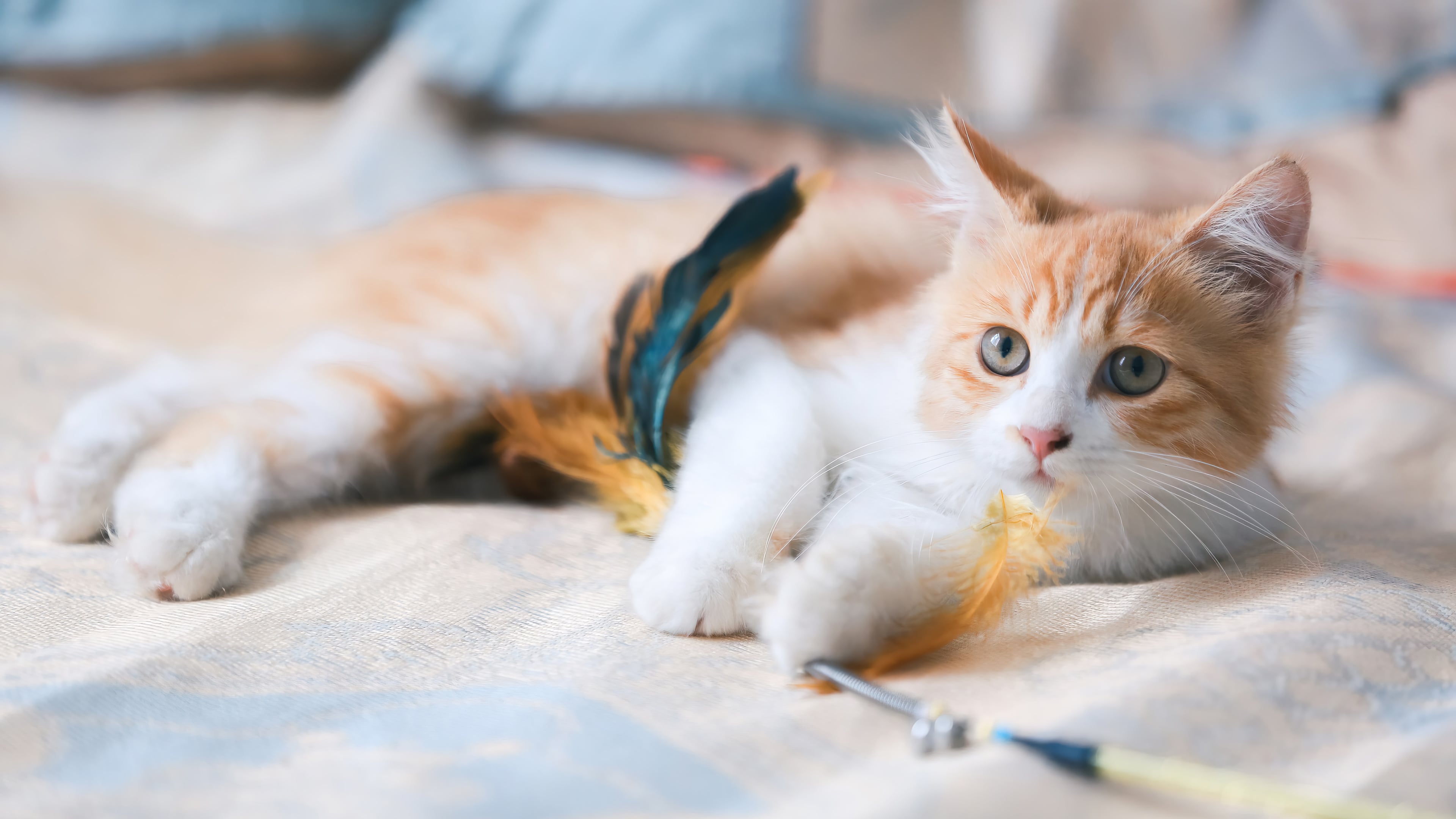 Cute Ginger Cat [3840x2160]