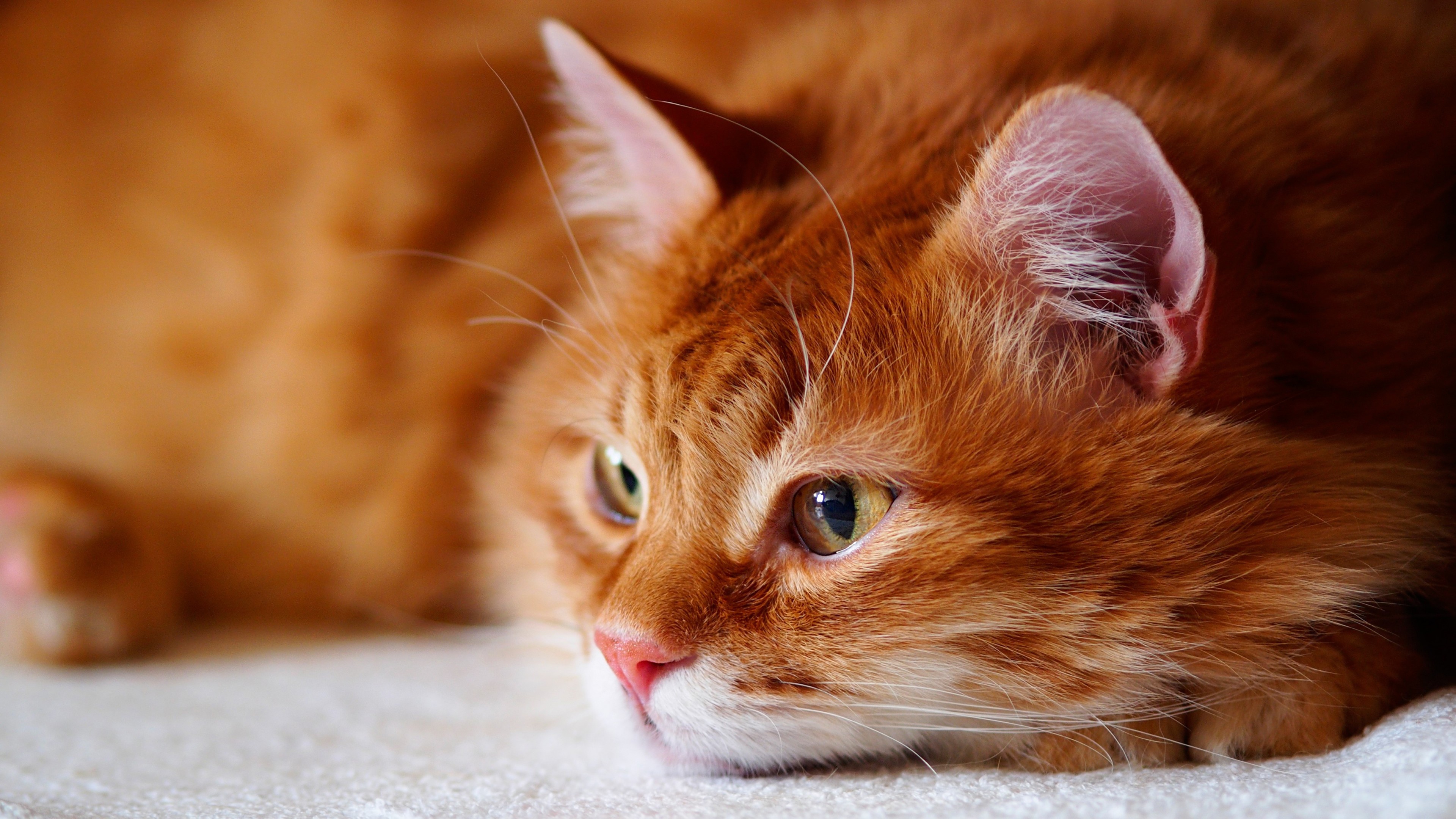 Download Animal Cat 4k Ultra HD Wallpaper