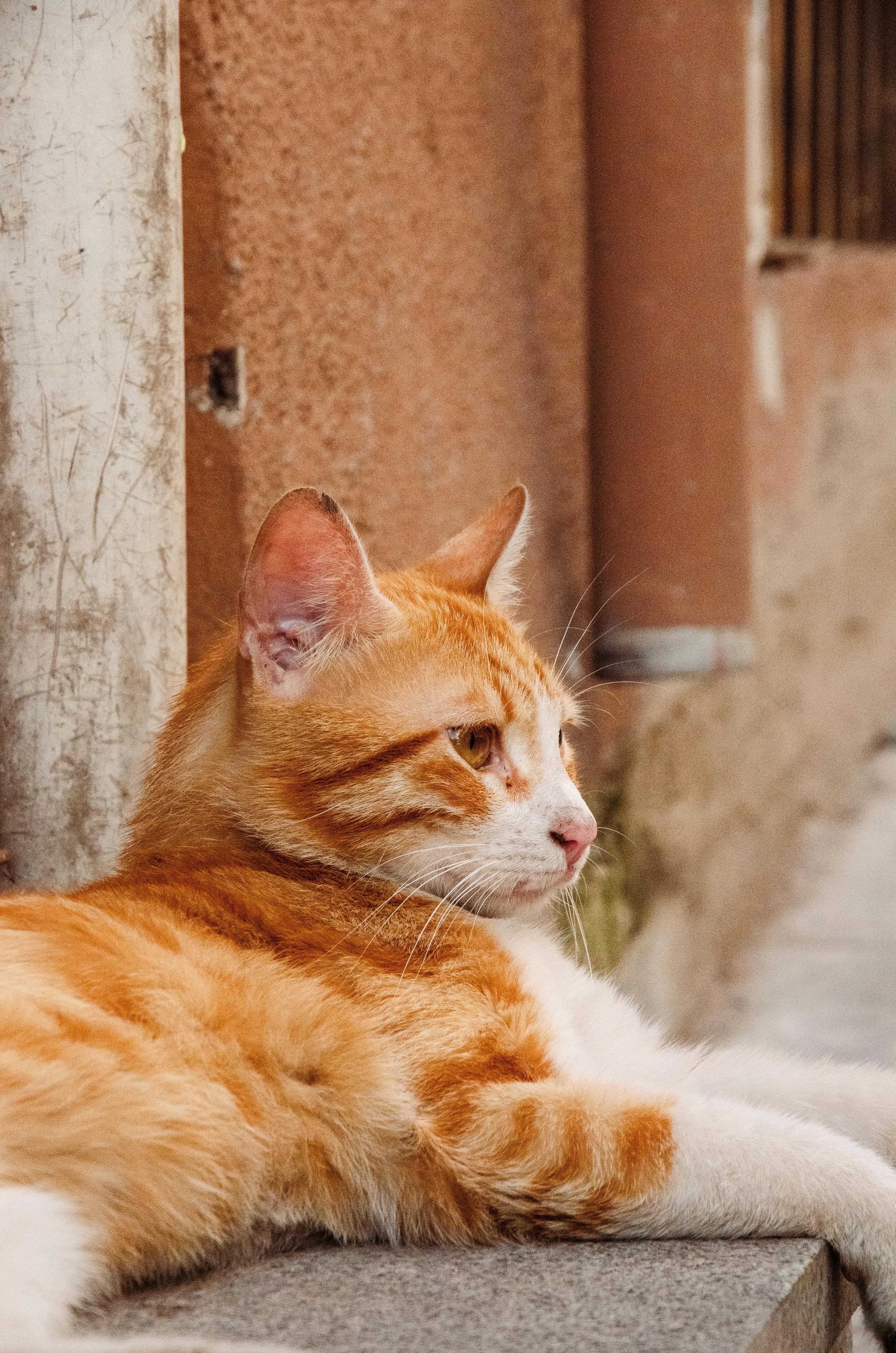 Orange Cats · Free
