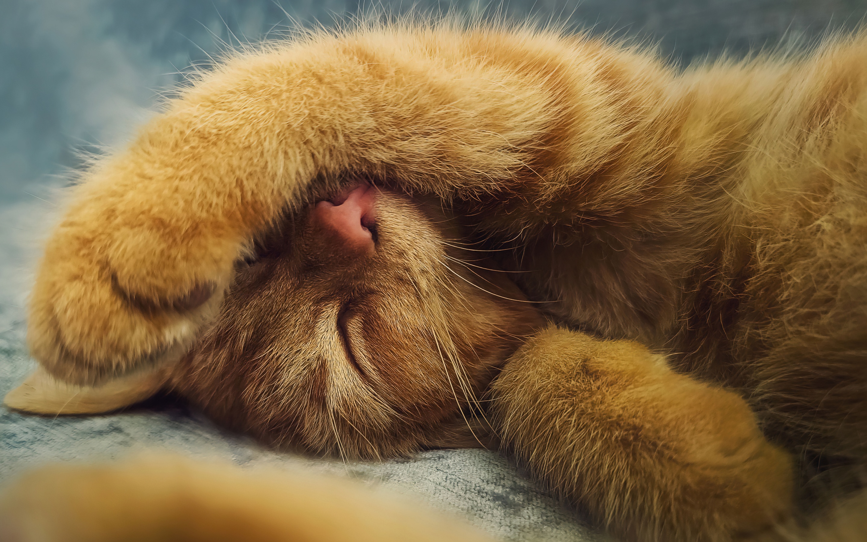 Ginger cat Wallpaper 4K, Cute Kitten
