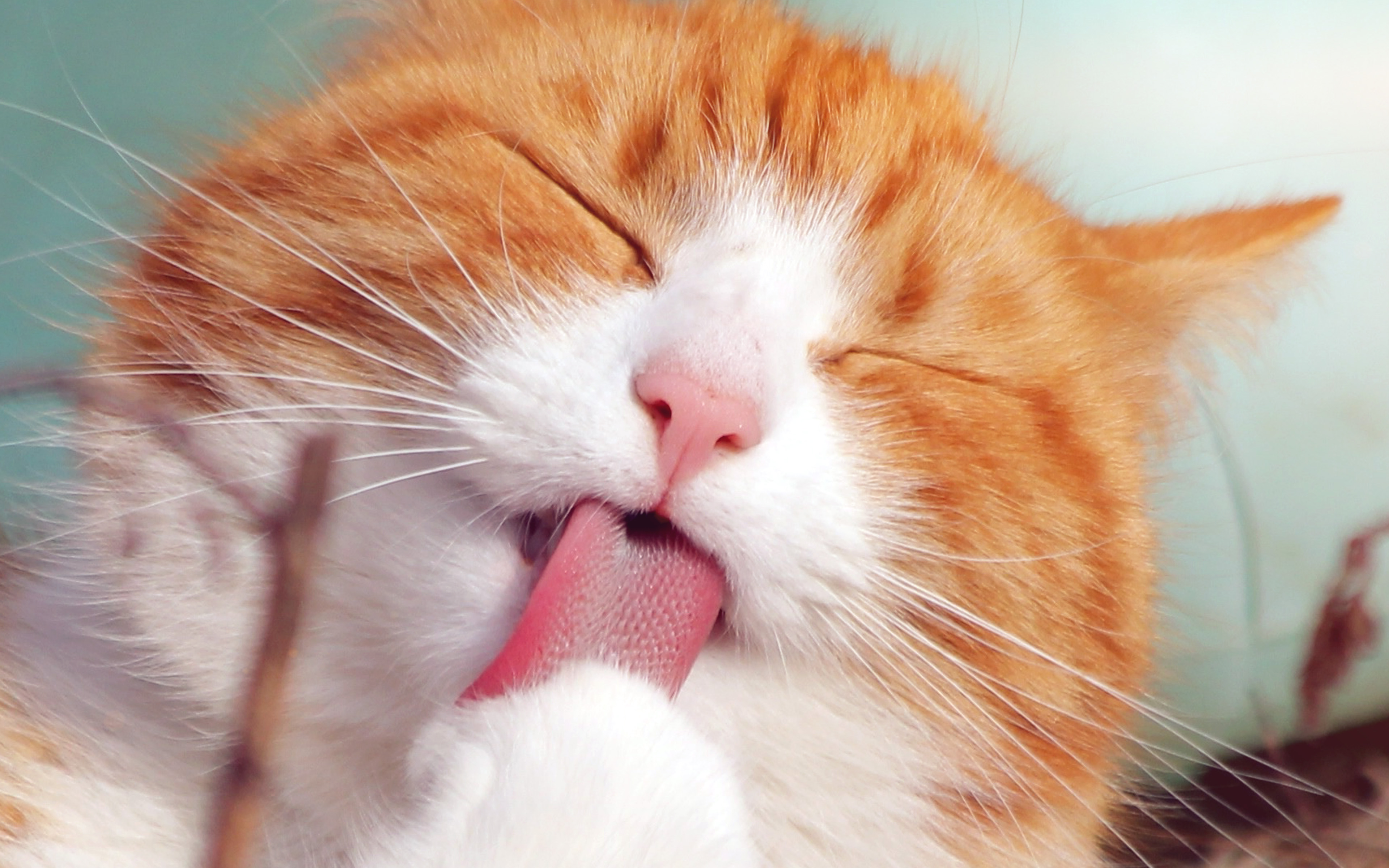 Happycat Animal Cute Smile Orange