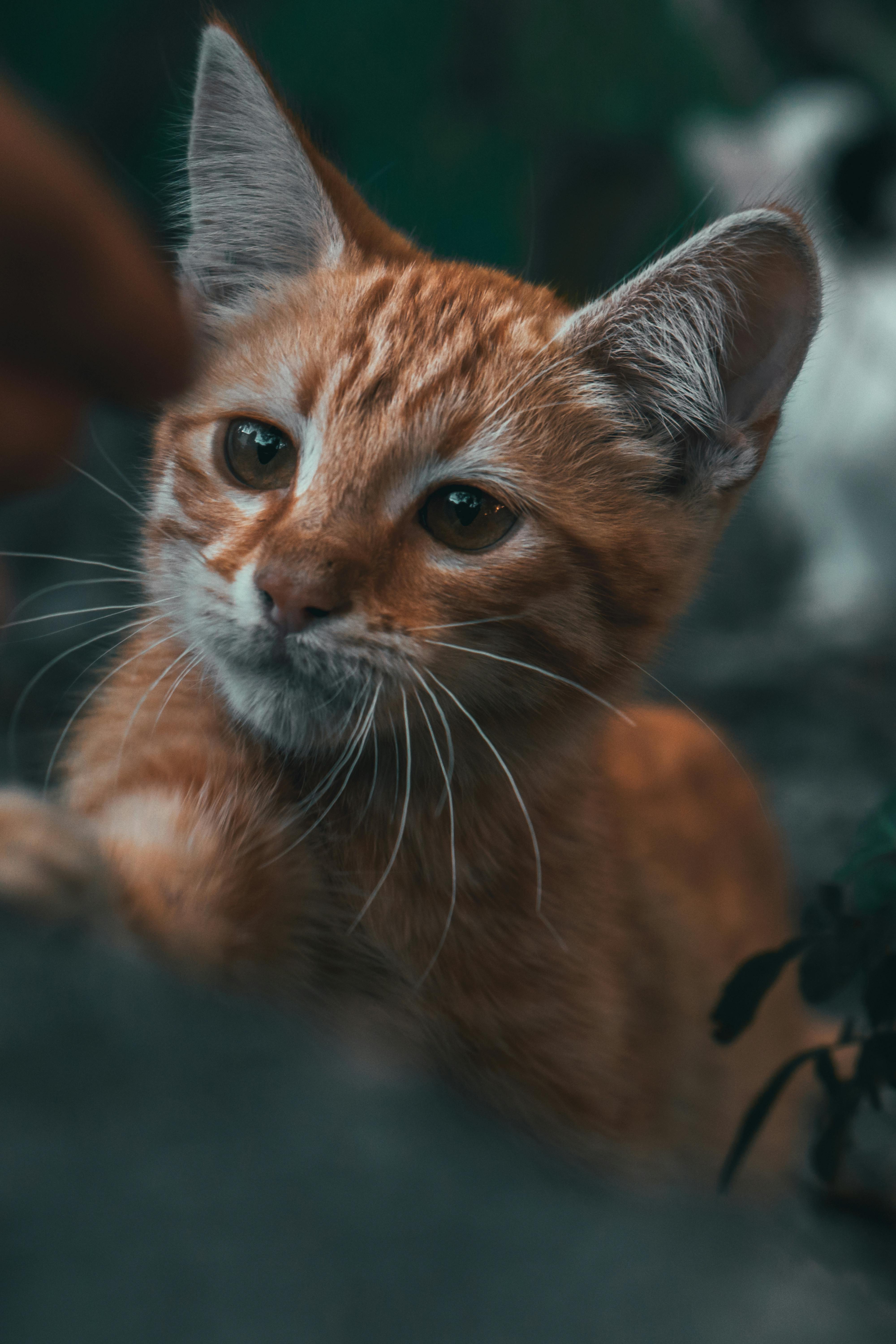 A Cute Orange Tabby Kitten · Free Stock