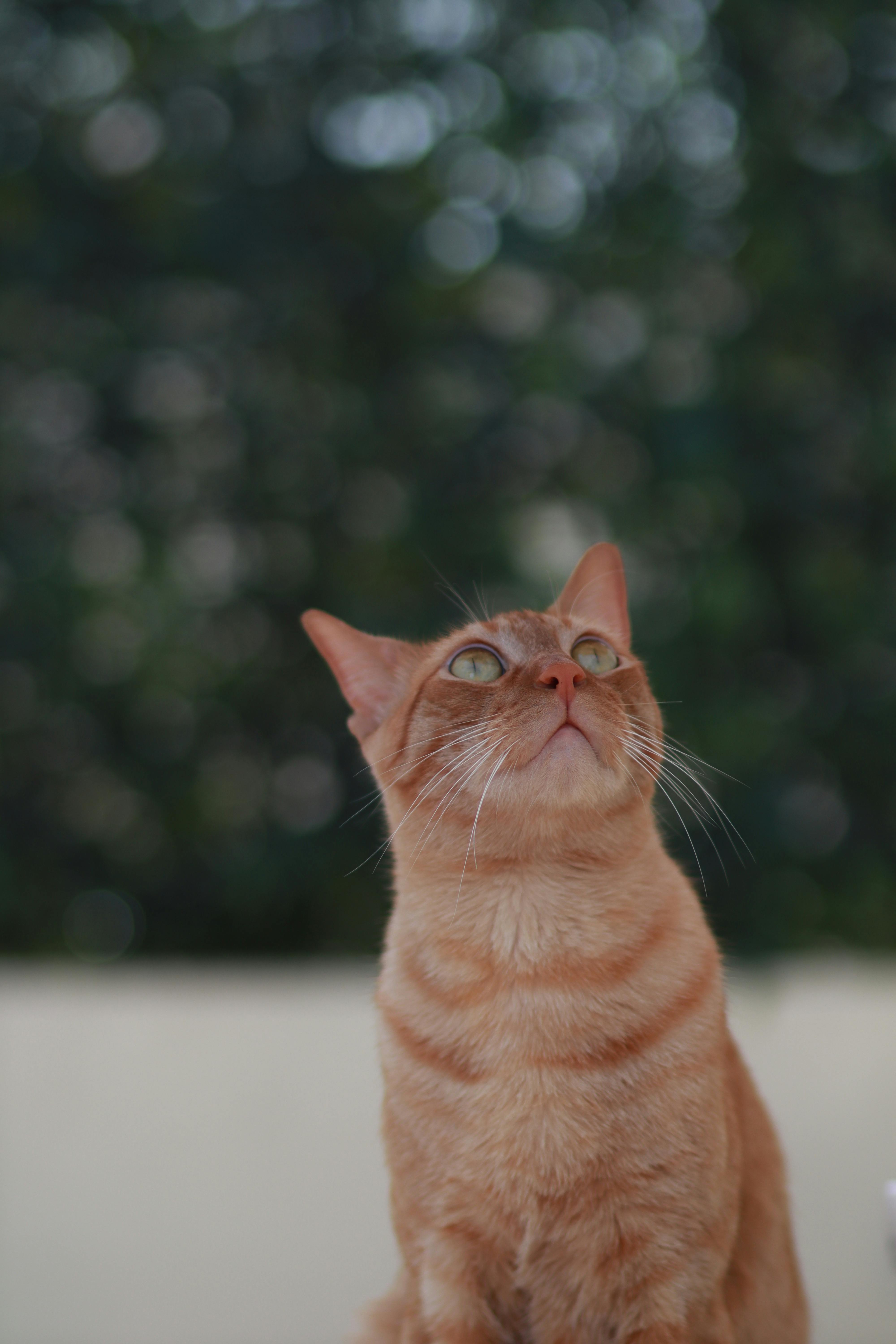 An Orange Tabby Cat Looking Up · Free