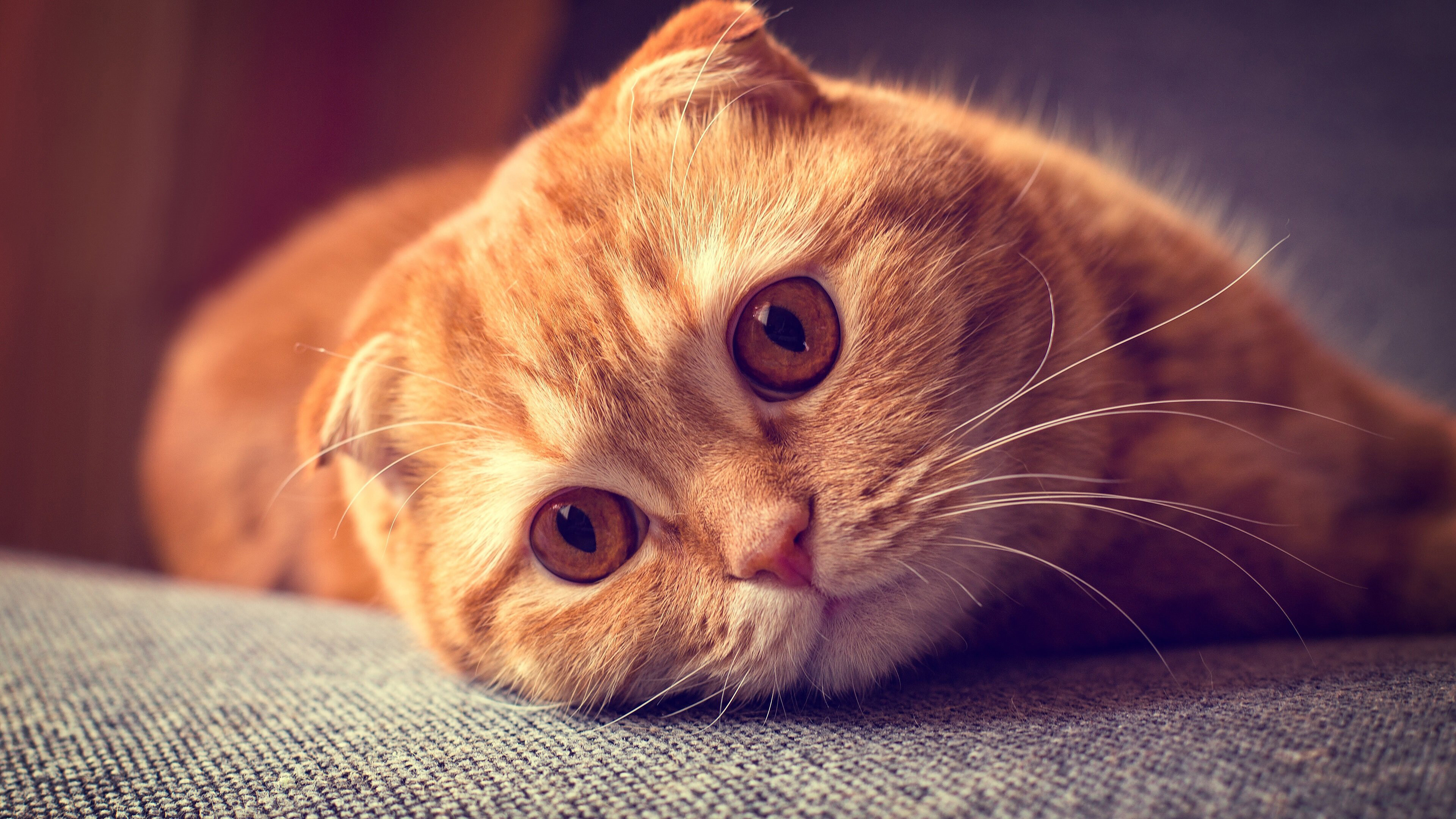 Scottish Fold Wallpaper