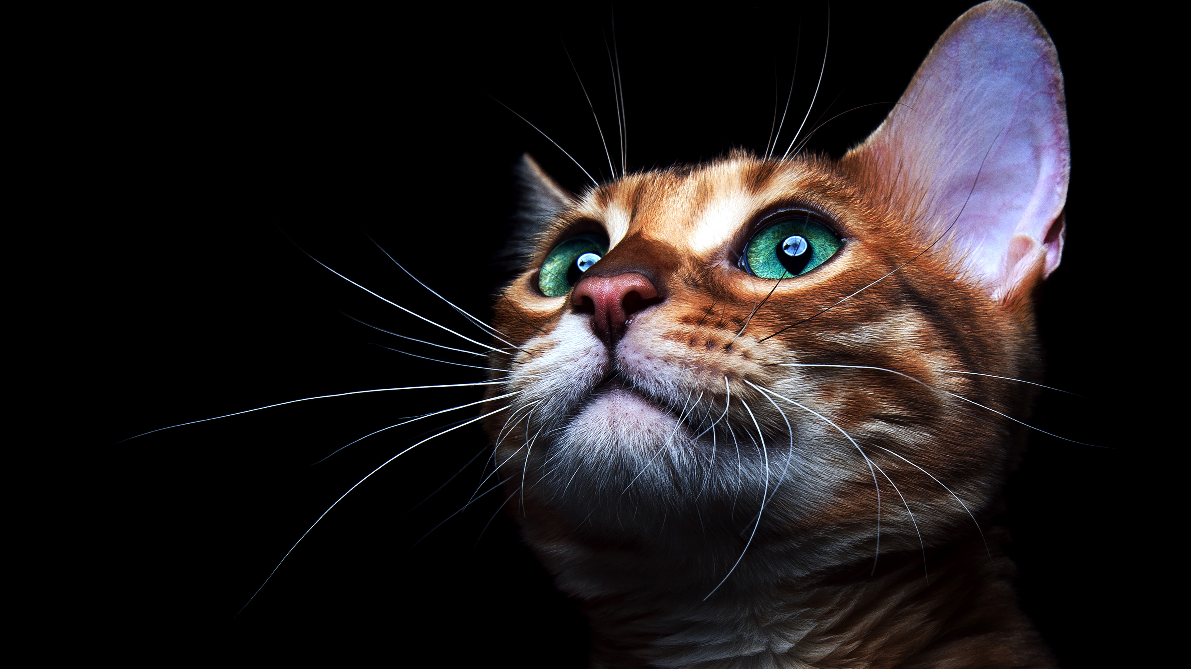 Wallpaper Orange and White Tabby Cat
