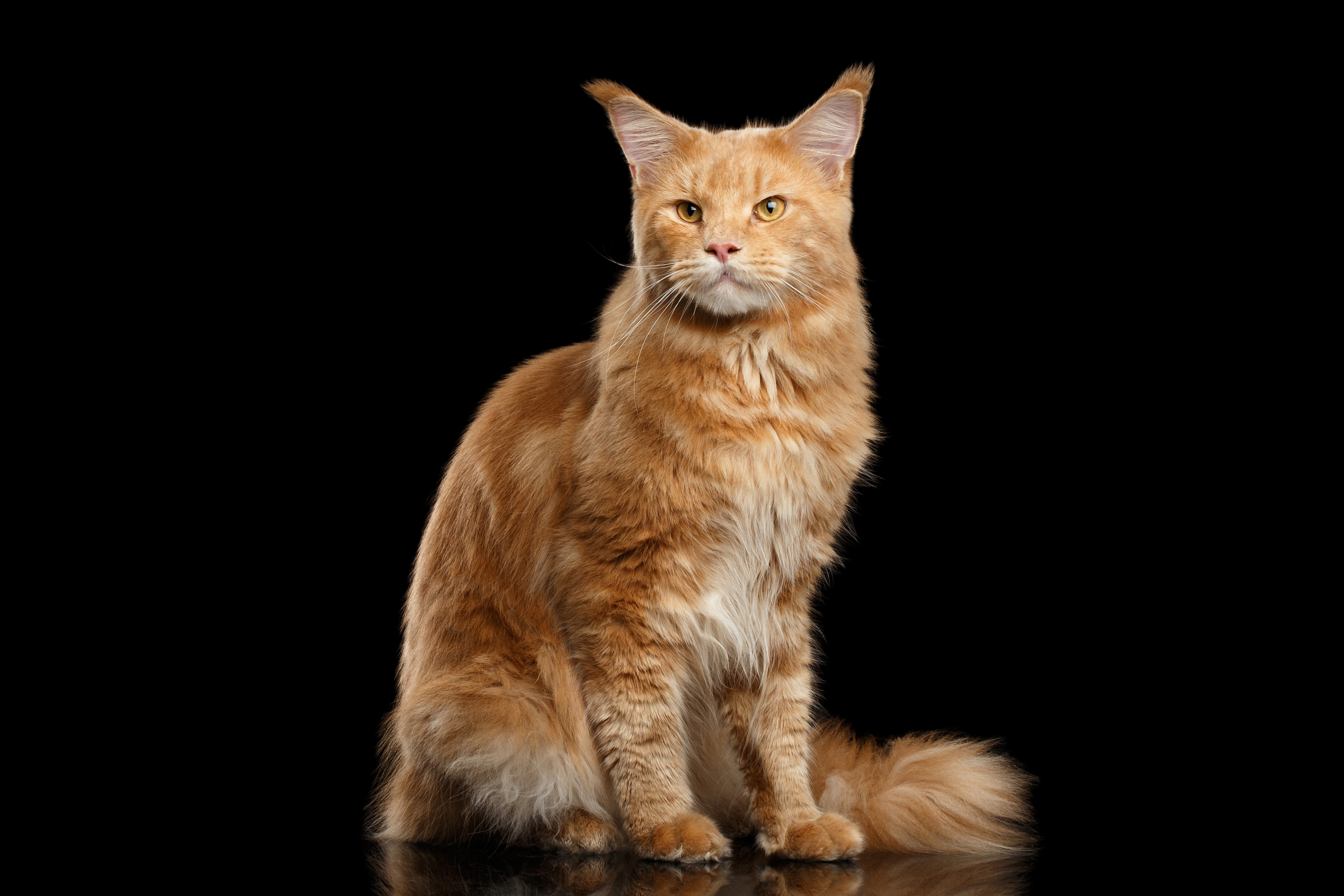 Download Animal Cat 4k Ultra HD Wallpaper