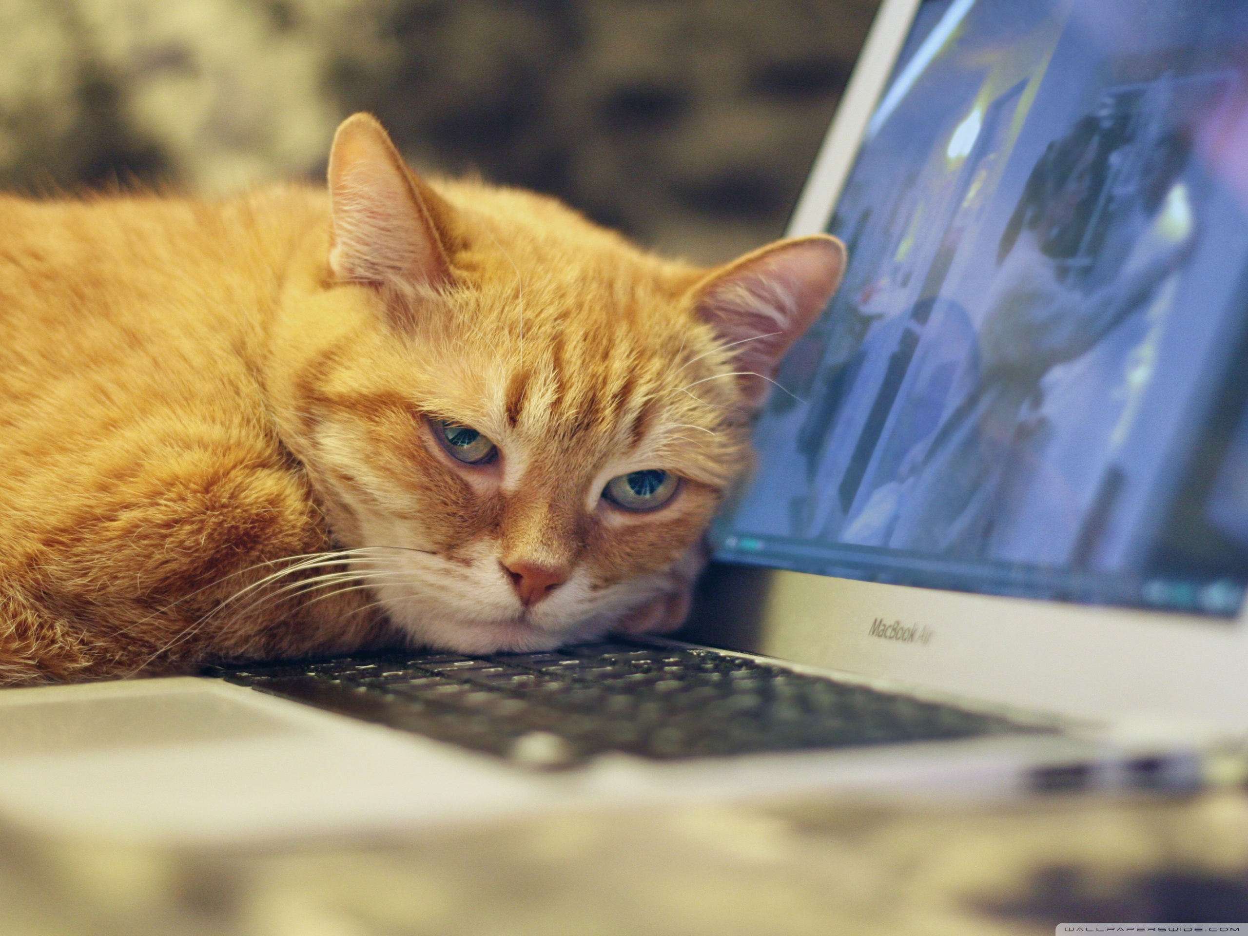 Orange Cat Laptop Ultra HD Desktop