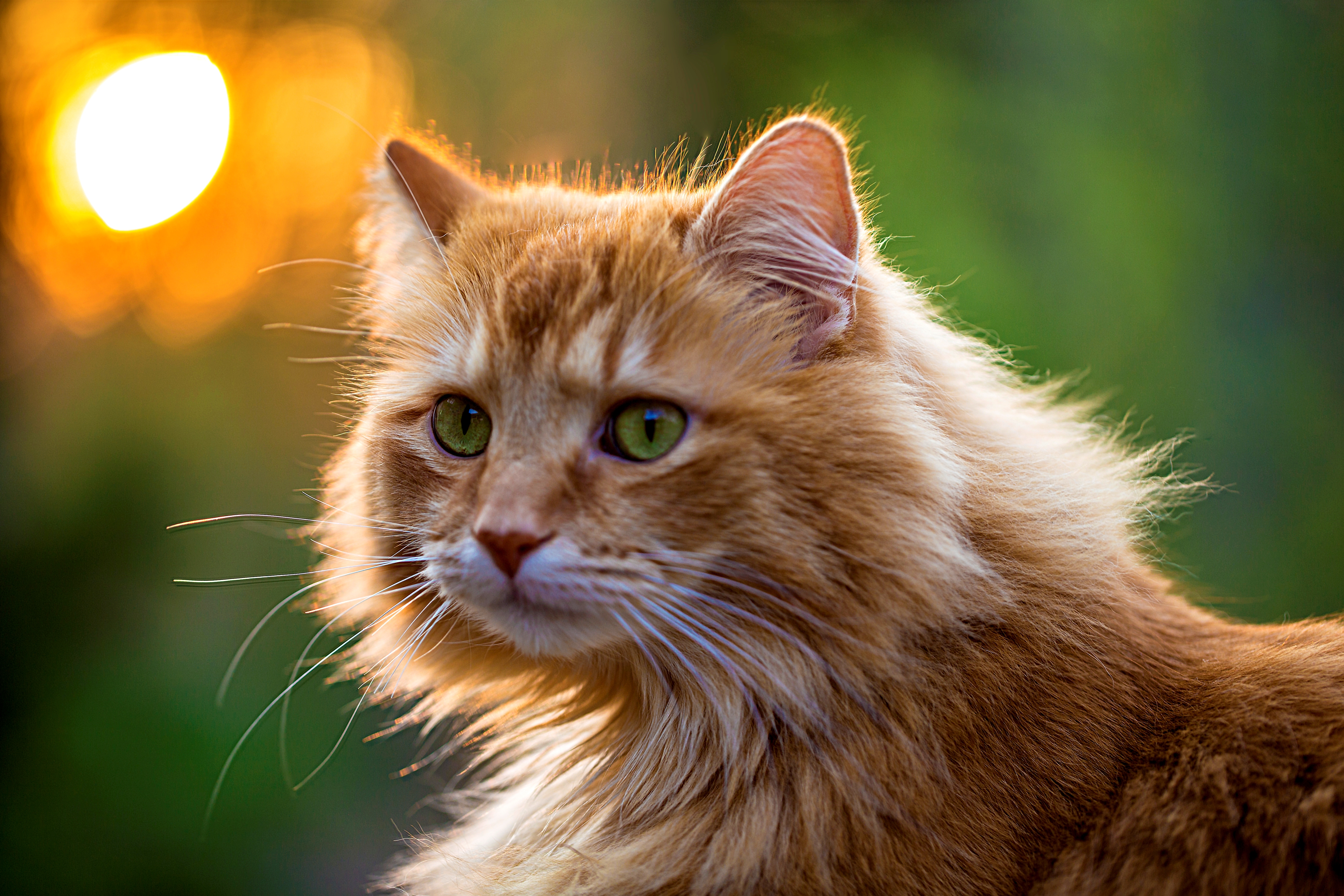 Wallpaper greens, cat, eyes, cat, look