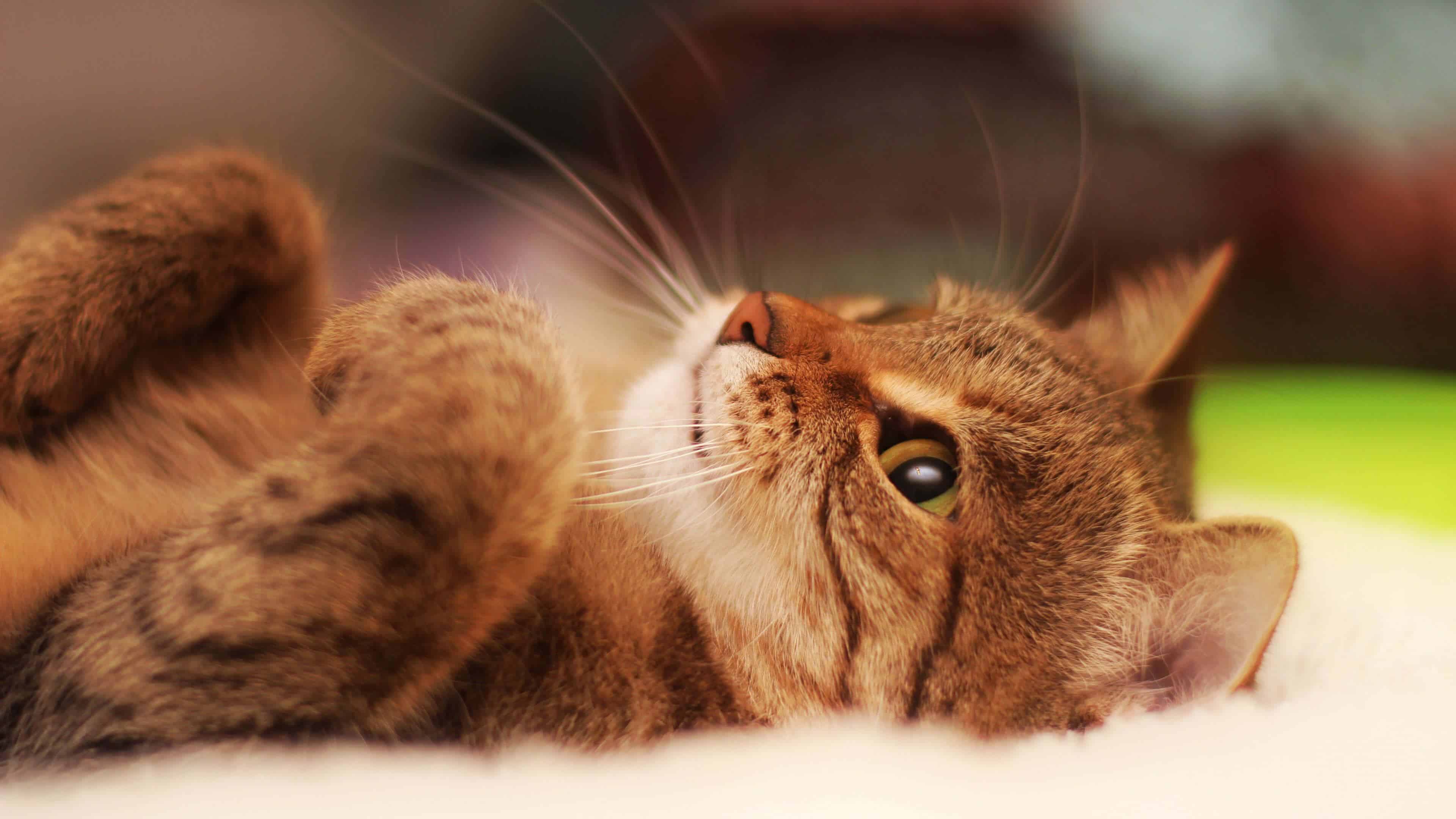 Cat Lying On Its Back UHD 4K Wallpaper