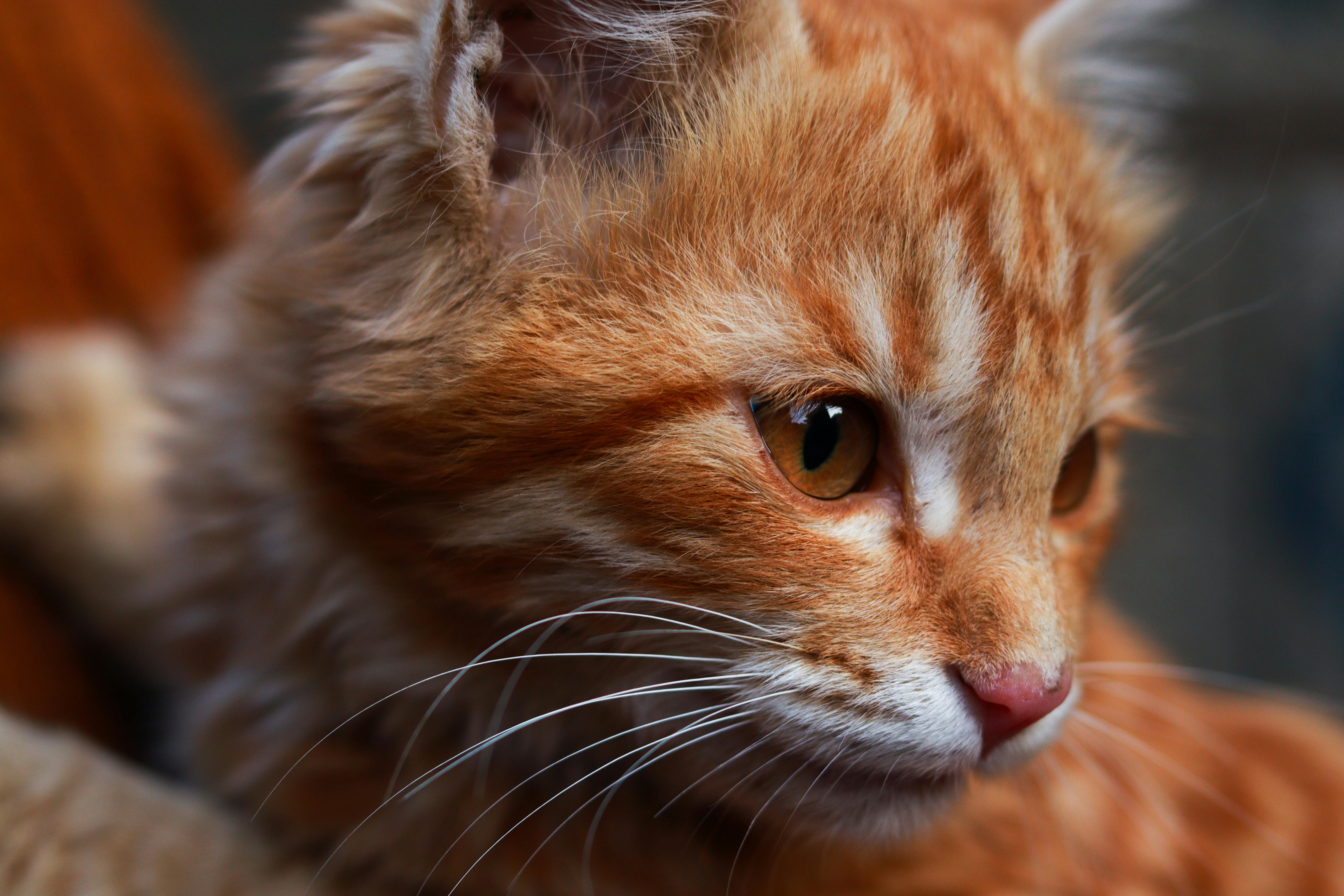 Cute Ginger Tabby Kitten · Free