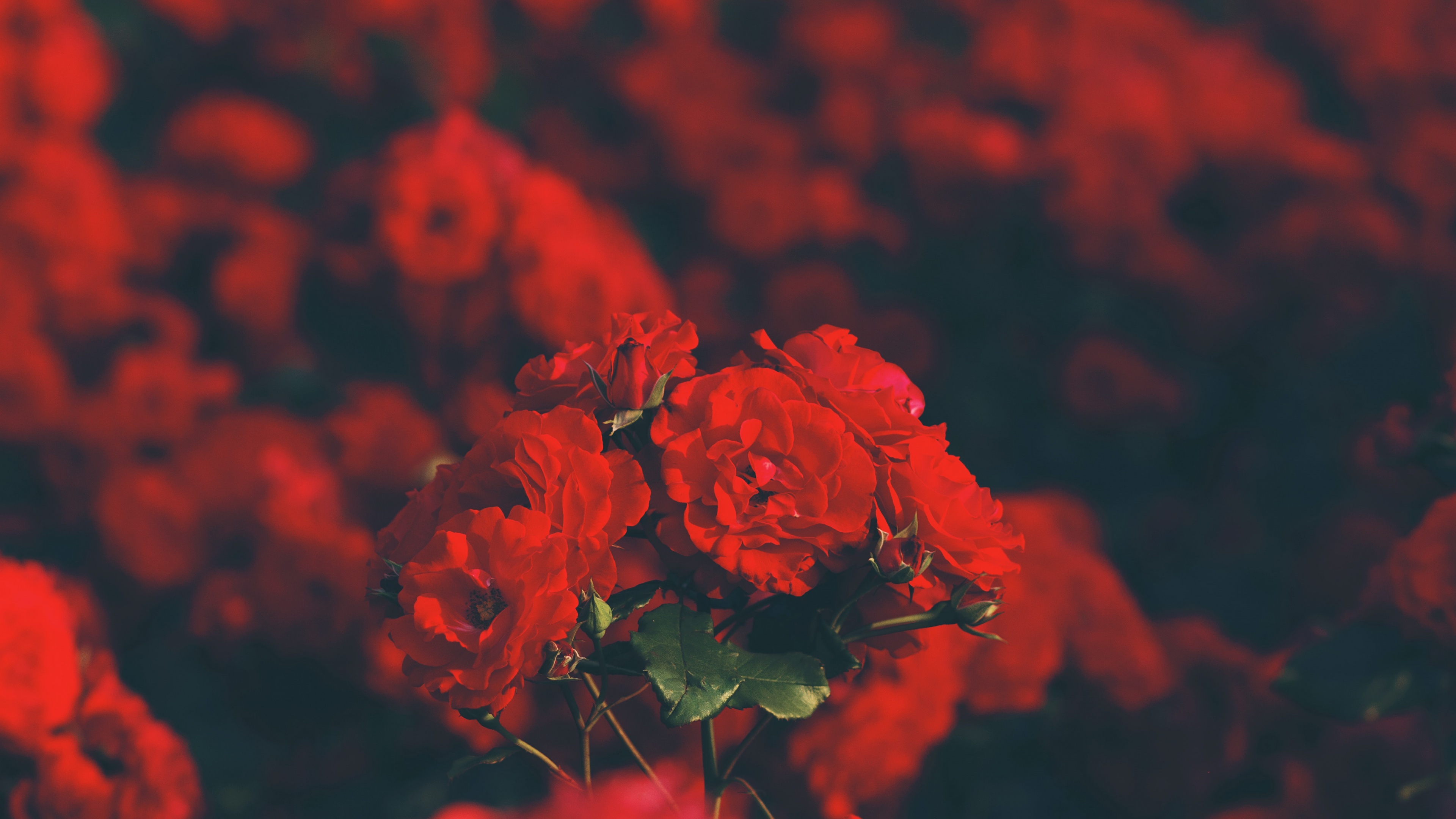 Red flowers Wallpaper 4K, Floral, Blur