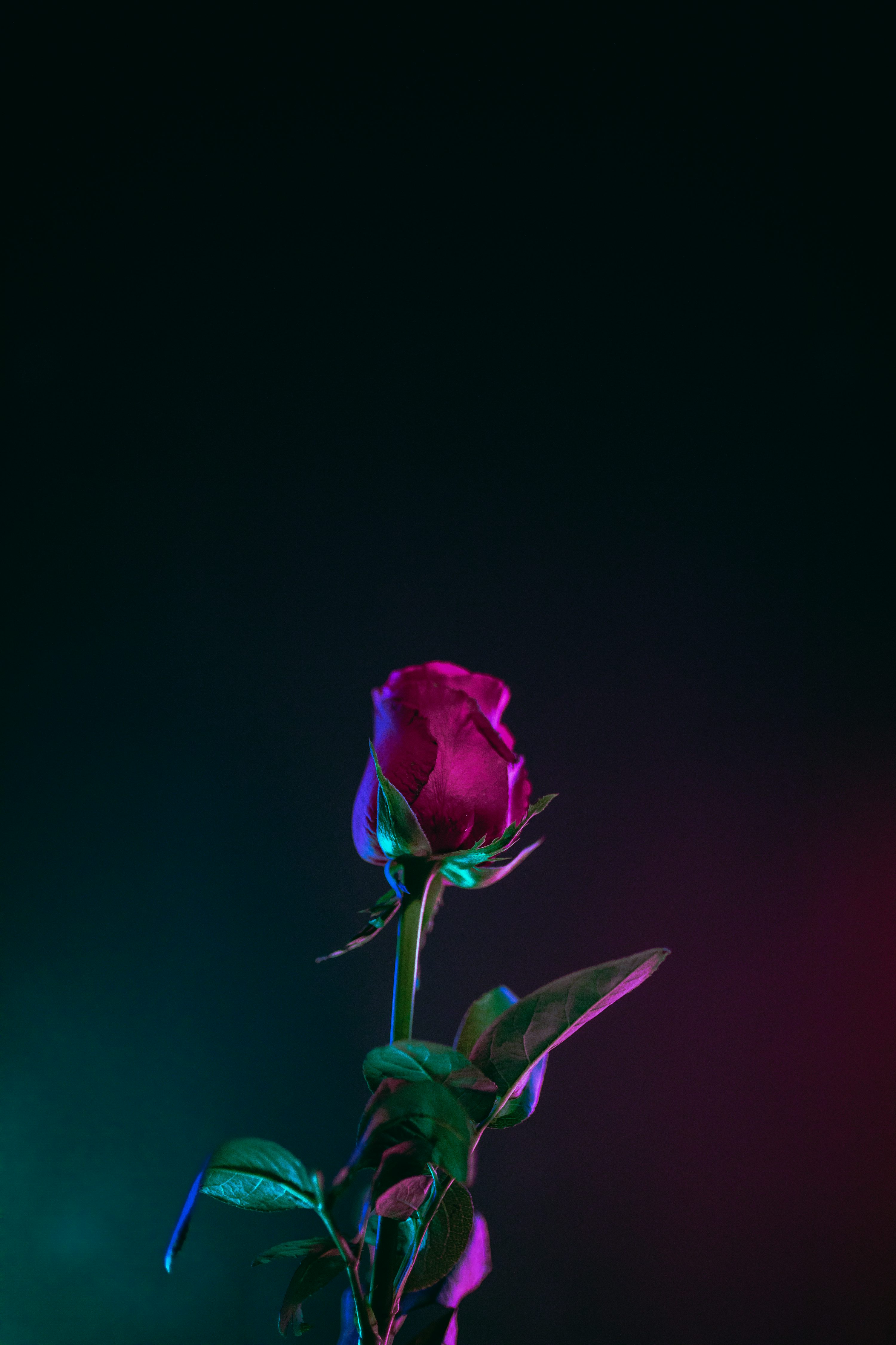 Rose Wallpaper: Free HD Download
