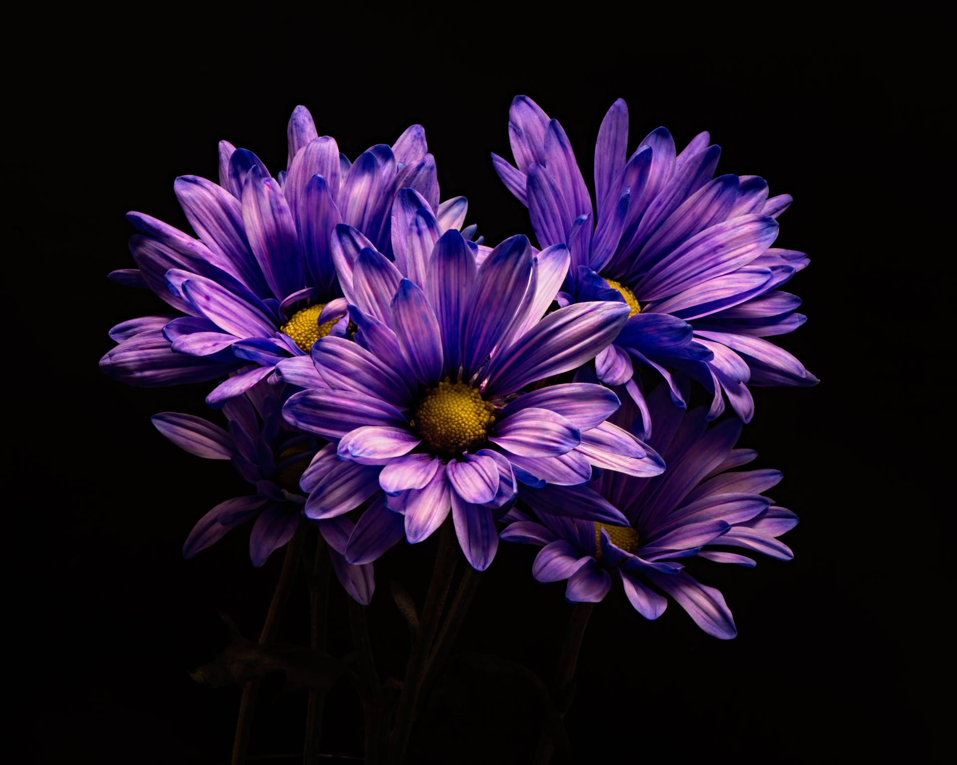 Purple Flower Desktop Wallpaper