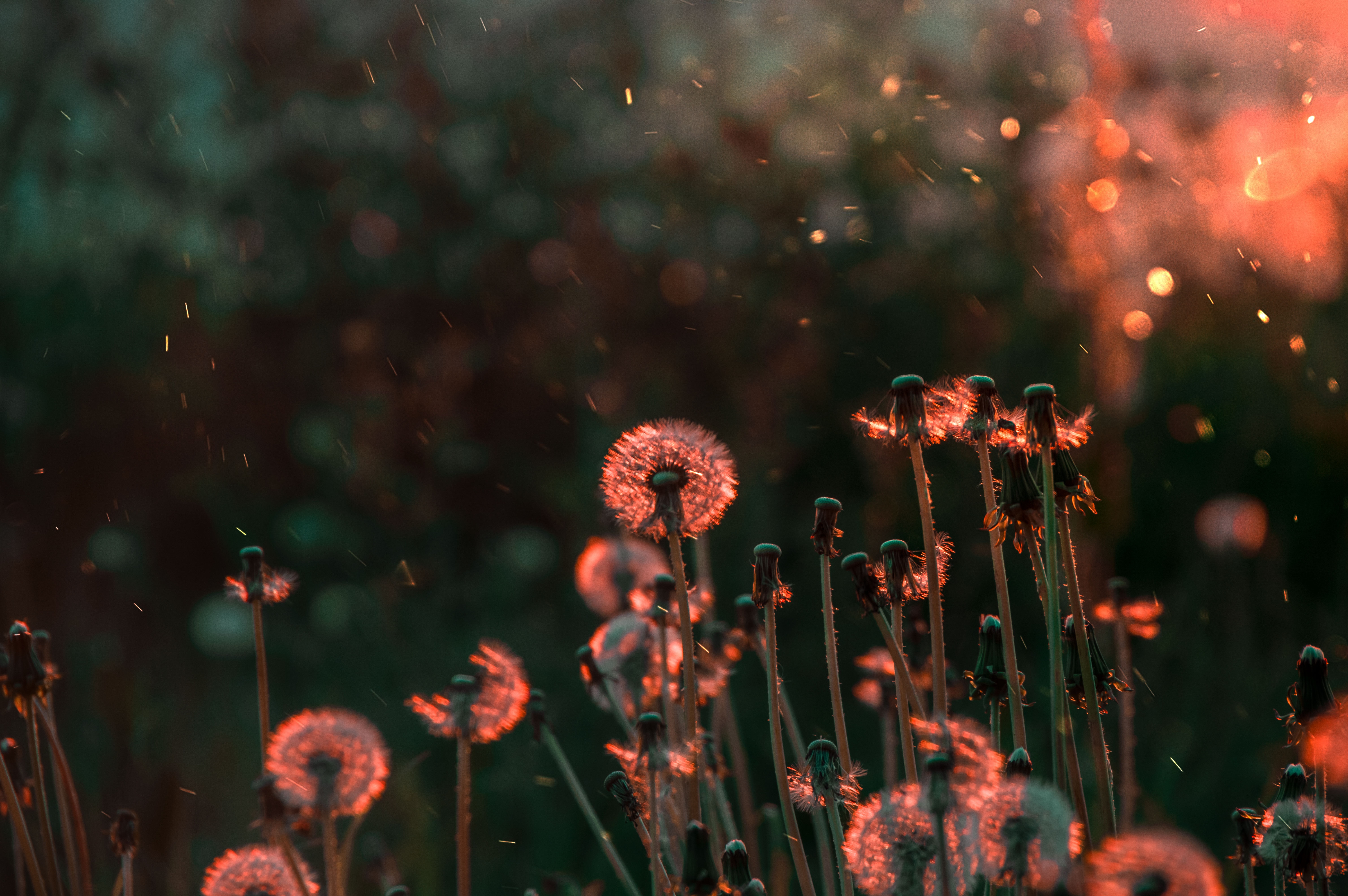 Blossom Flower Field 5k Wallpaper, HD