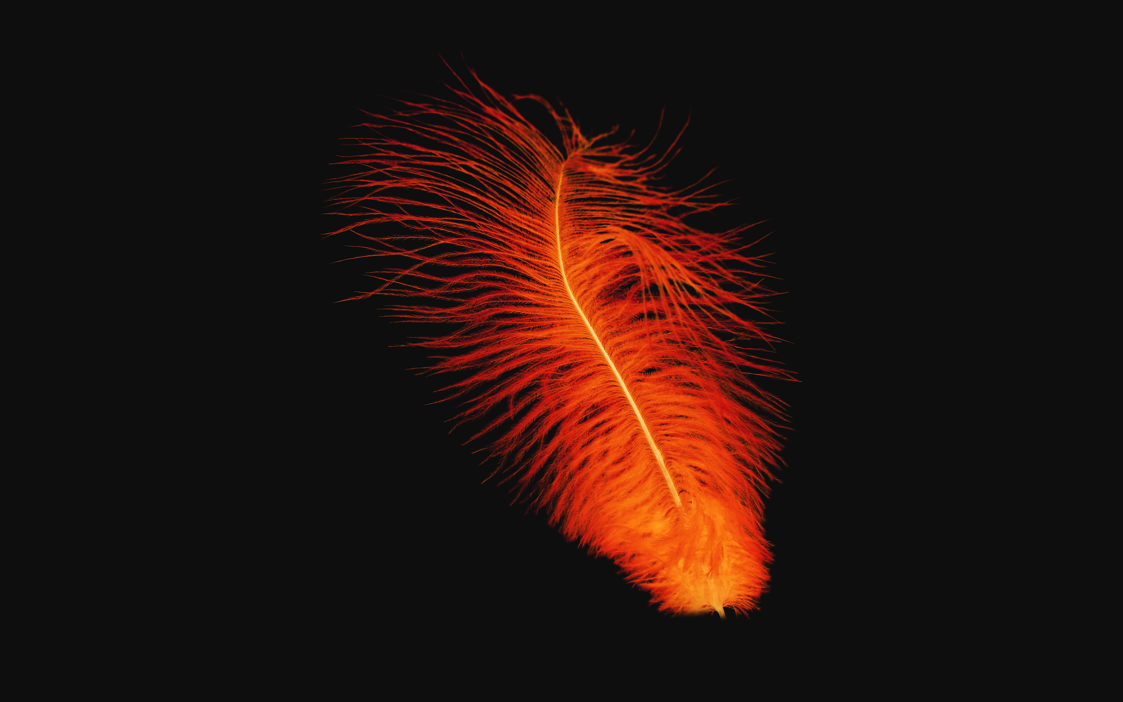 Feather Orange Dark Nature Minimal