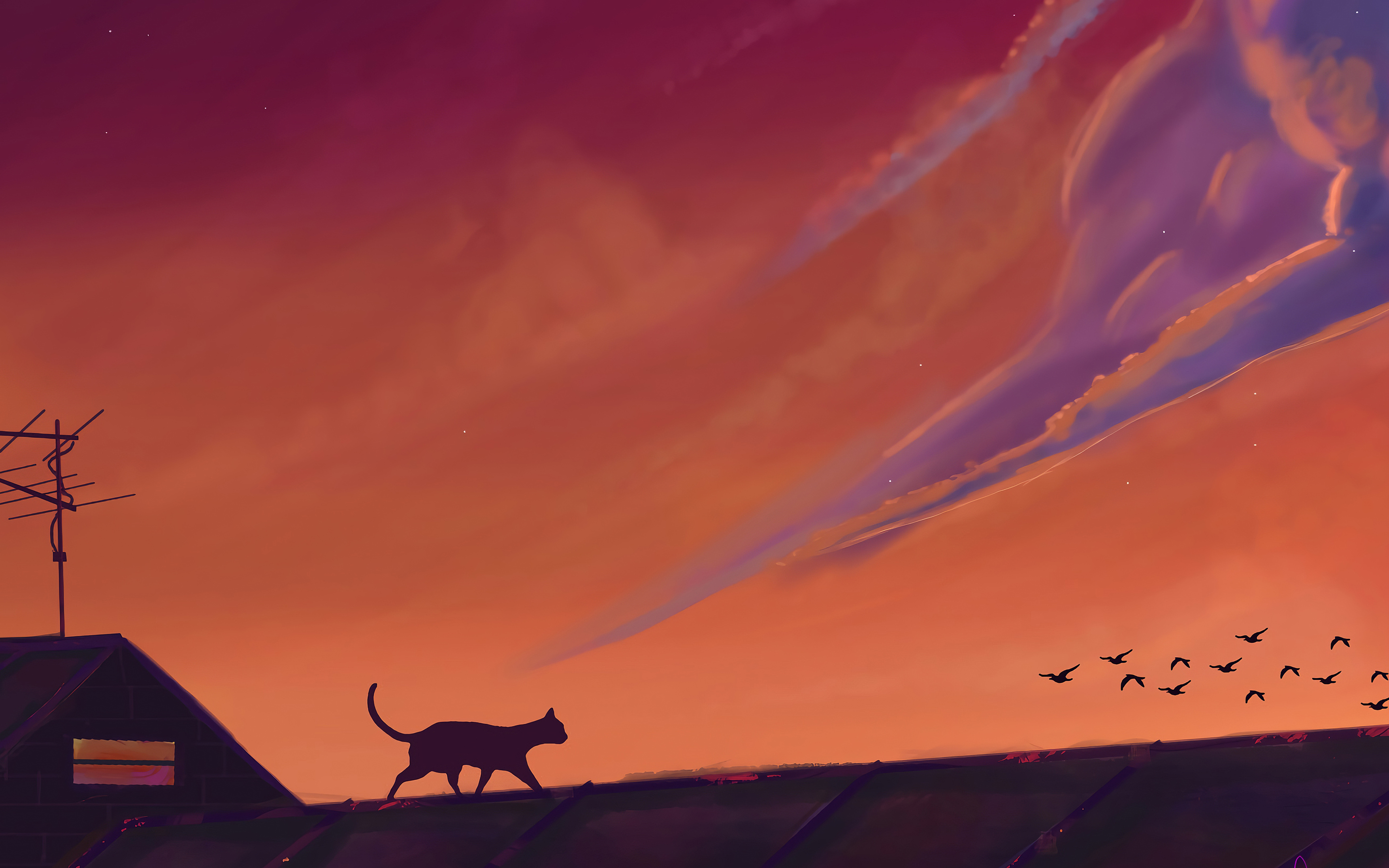 Cat Sky Nature Scenery