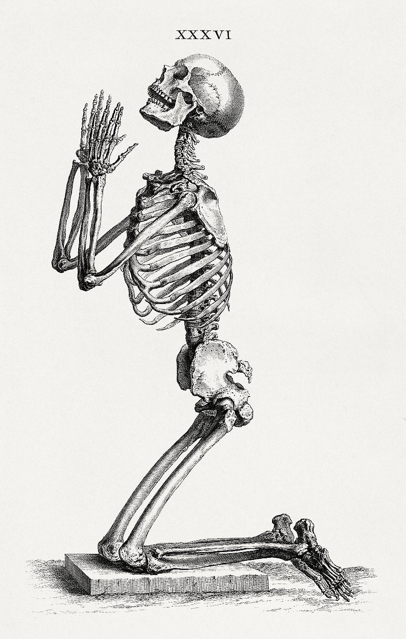 Skeleton Public Domain Image. Free