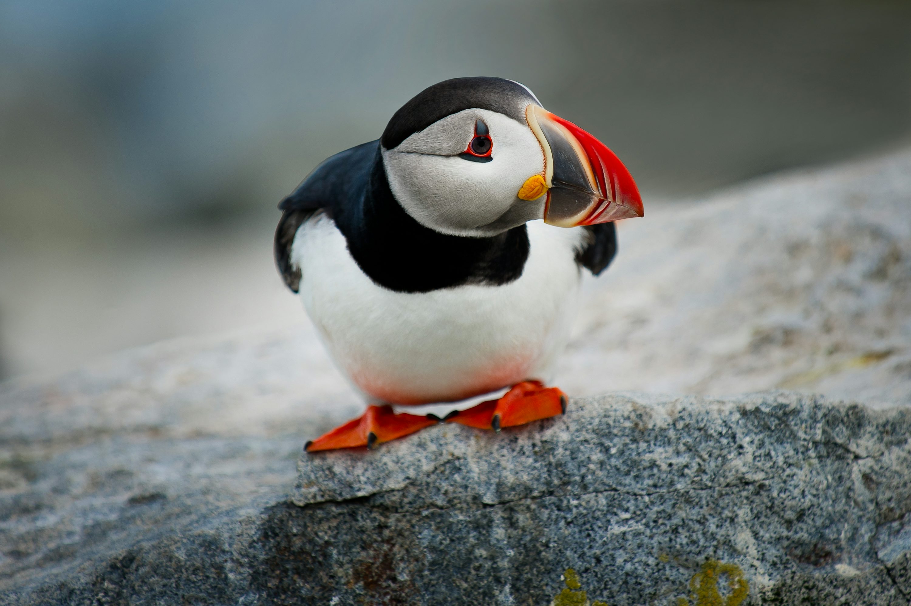 Puffin Picture. Download Free