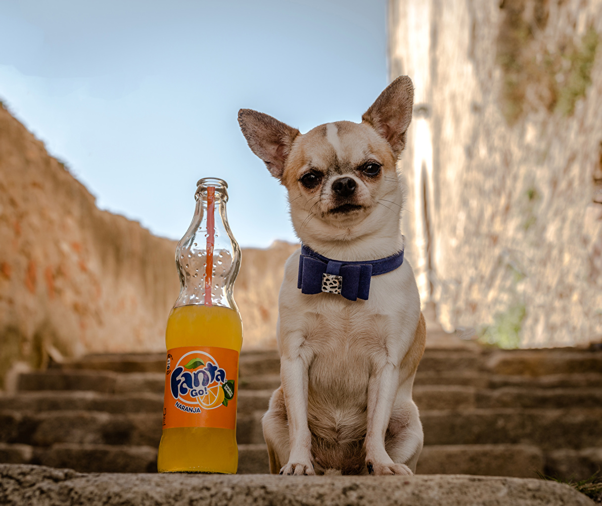 Desktop Wallpaper Chihuahua Dogs Fanta
