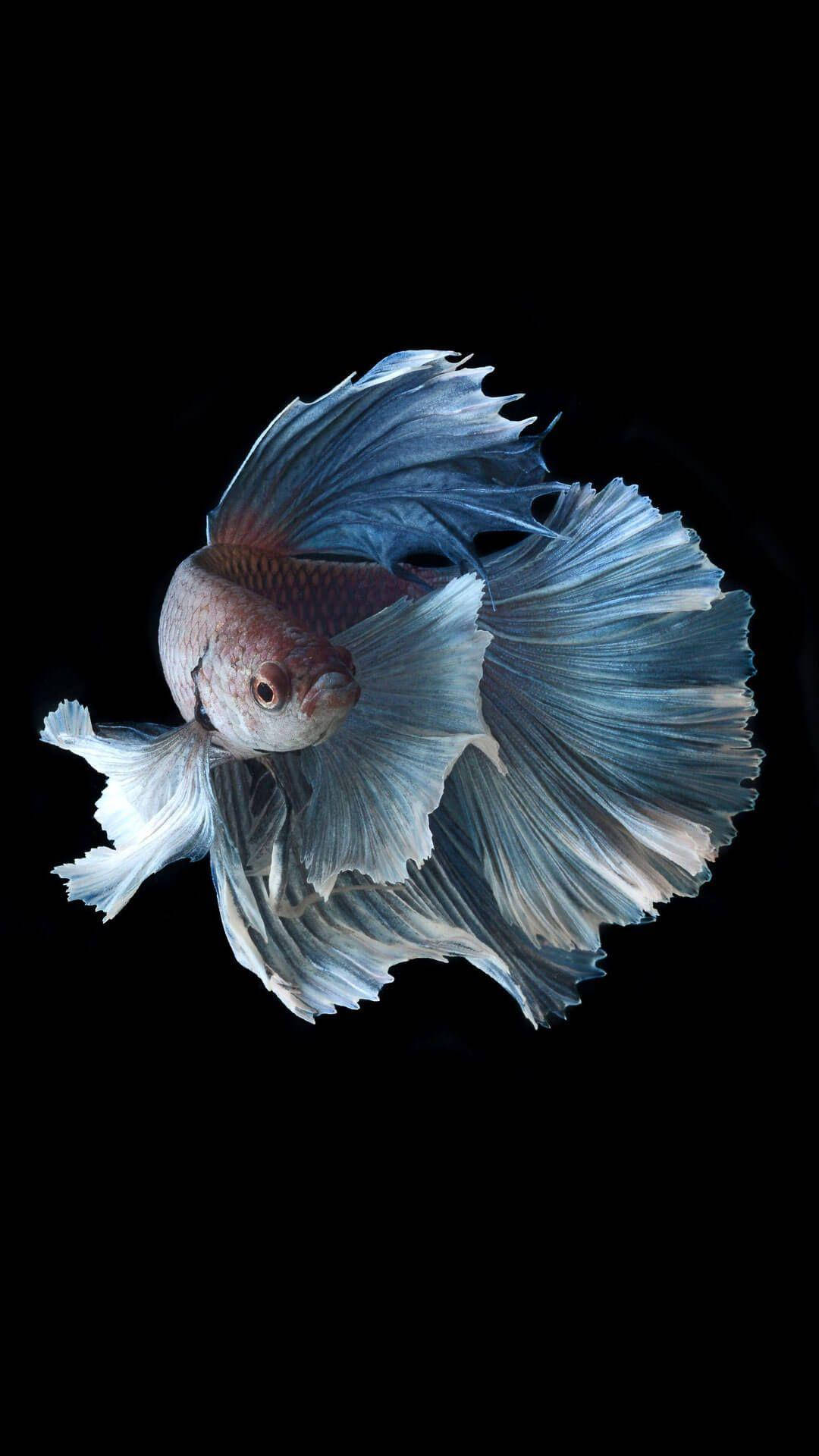 Download White Betta Fish Wallpaper