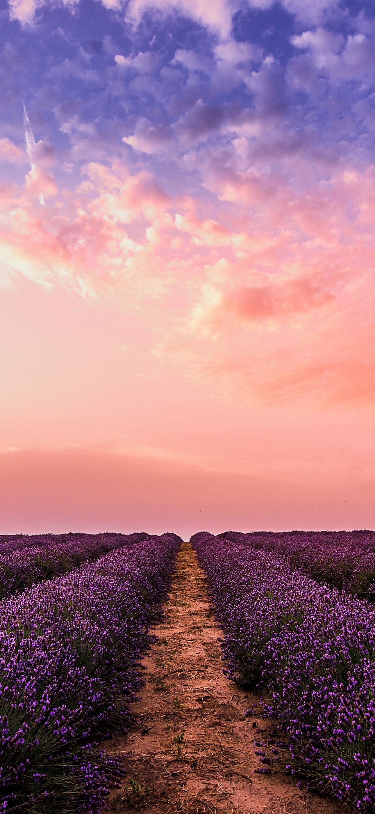 Lavender farm Wallpaper 4K, Pink sky