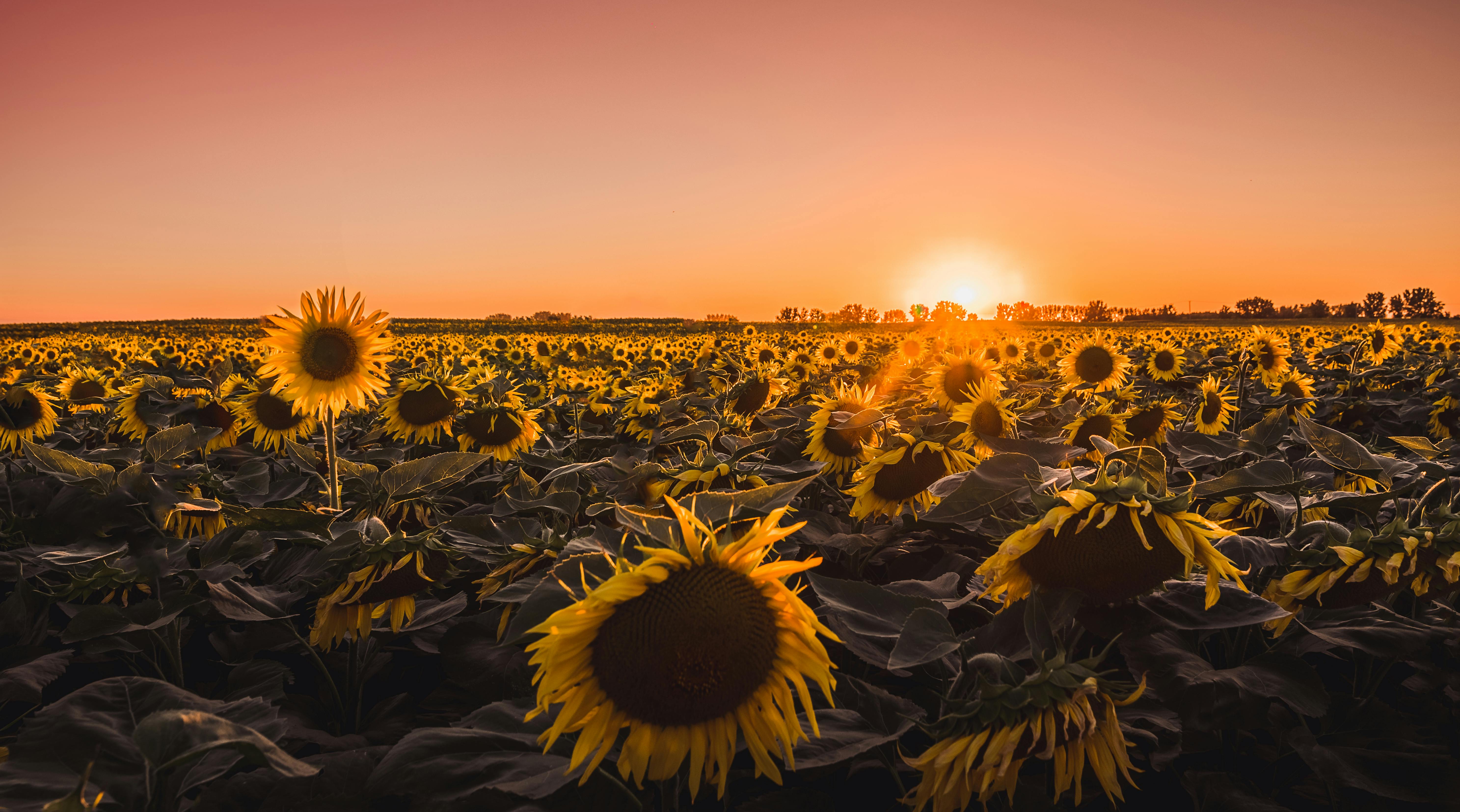 Sunflowers Photo, Download The BEST
