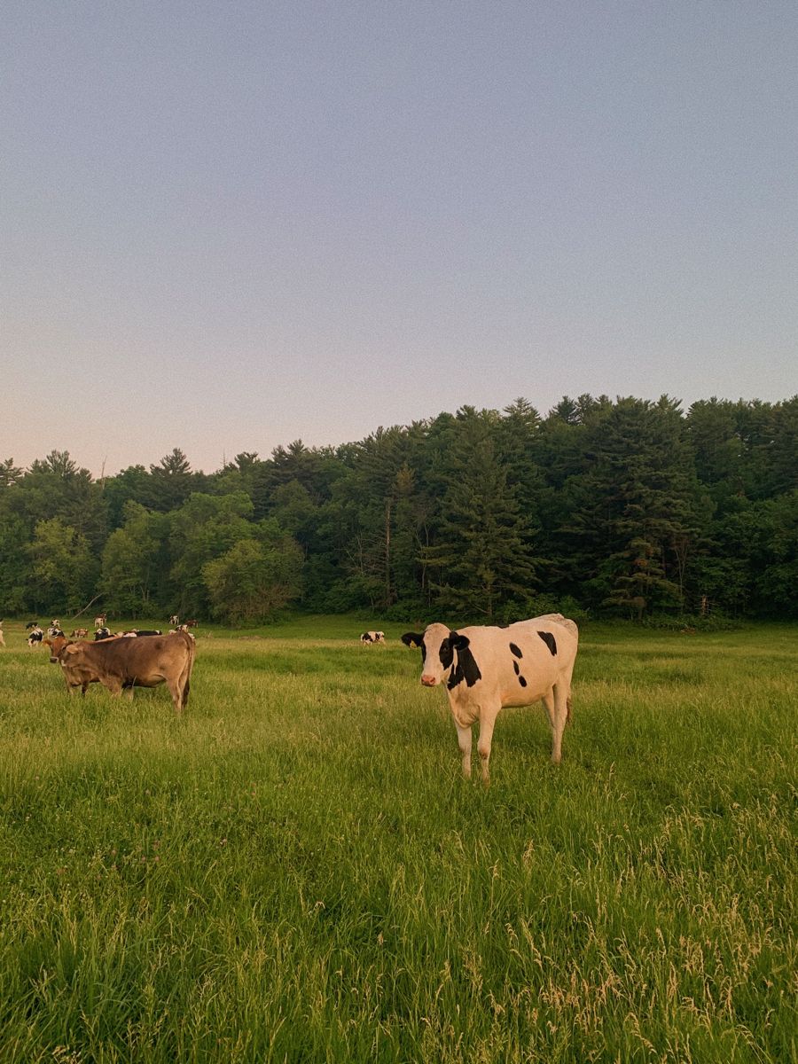 Cows in green pasture. Farm life