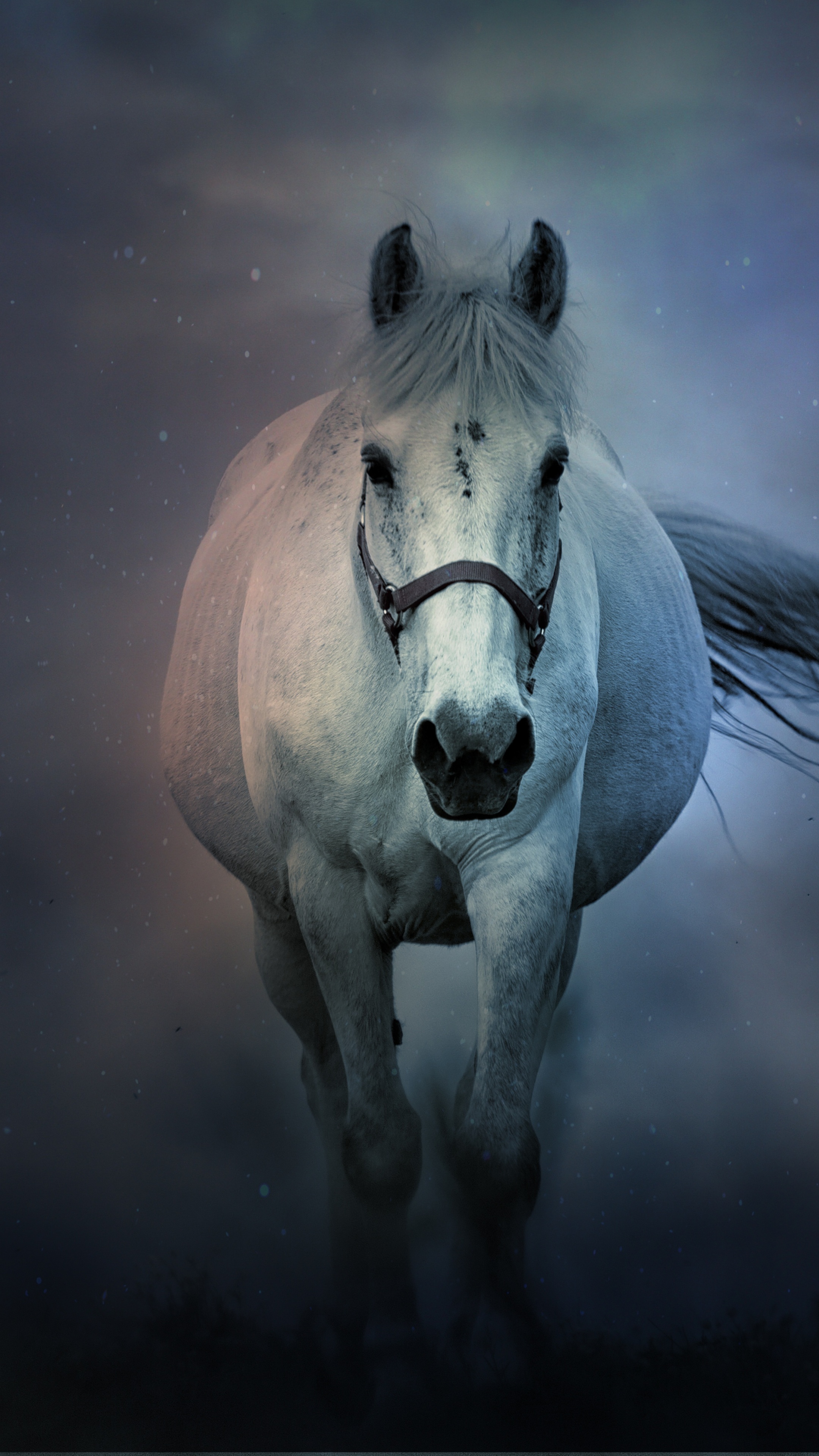 White horse Wallpaper 4K, Running Horse